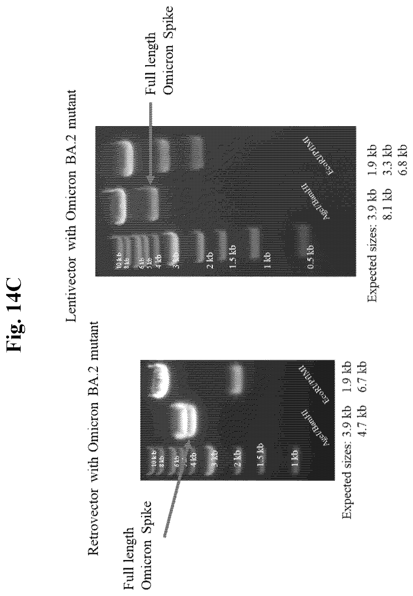 Patent US12350327 Figure 15 – Compositions and methods for therapeutic or vaccine delivery