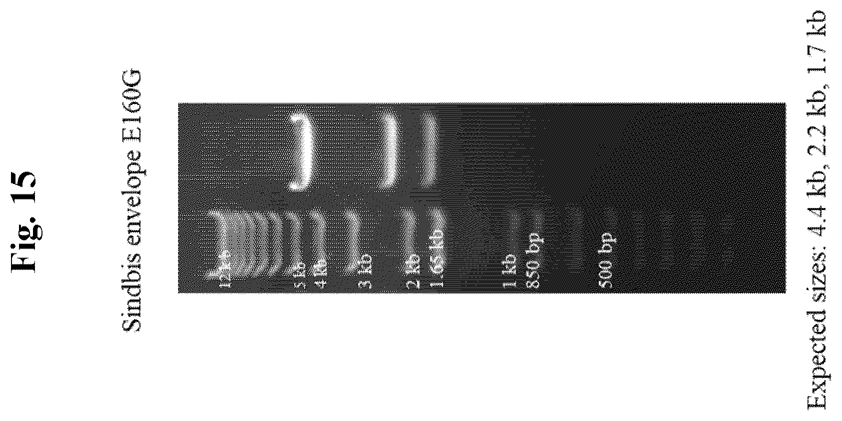 Patent US12350327 Figure 16 – Compositions and methods for therapeutic or vaccine delivery