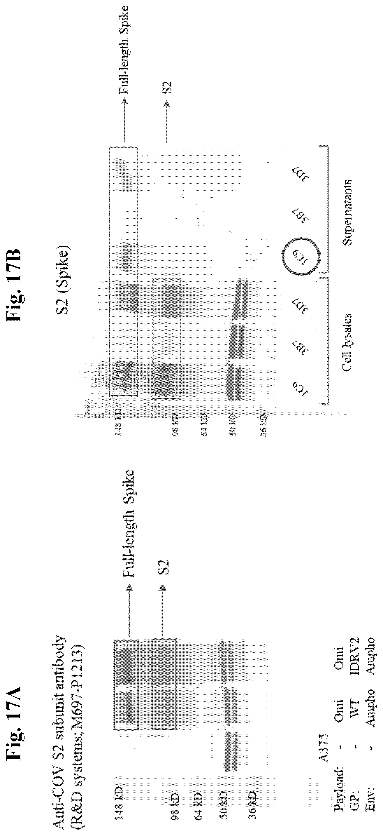 Patent US12350327 Figure 18 – Compositions and methods for therapeutic or vaccine delivery