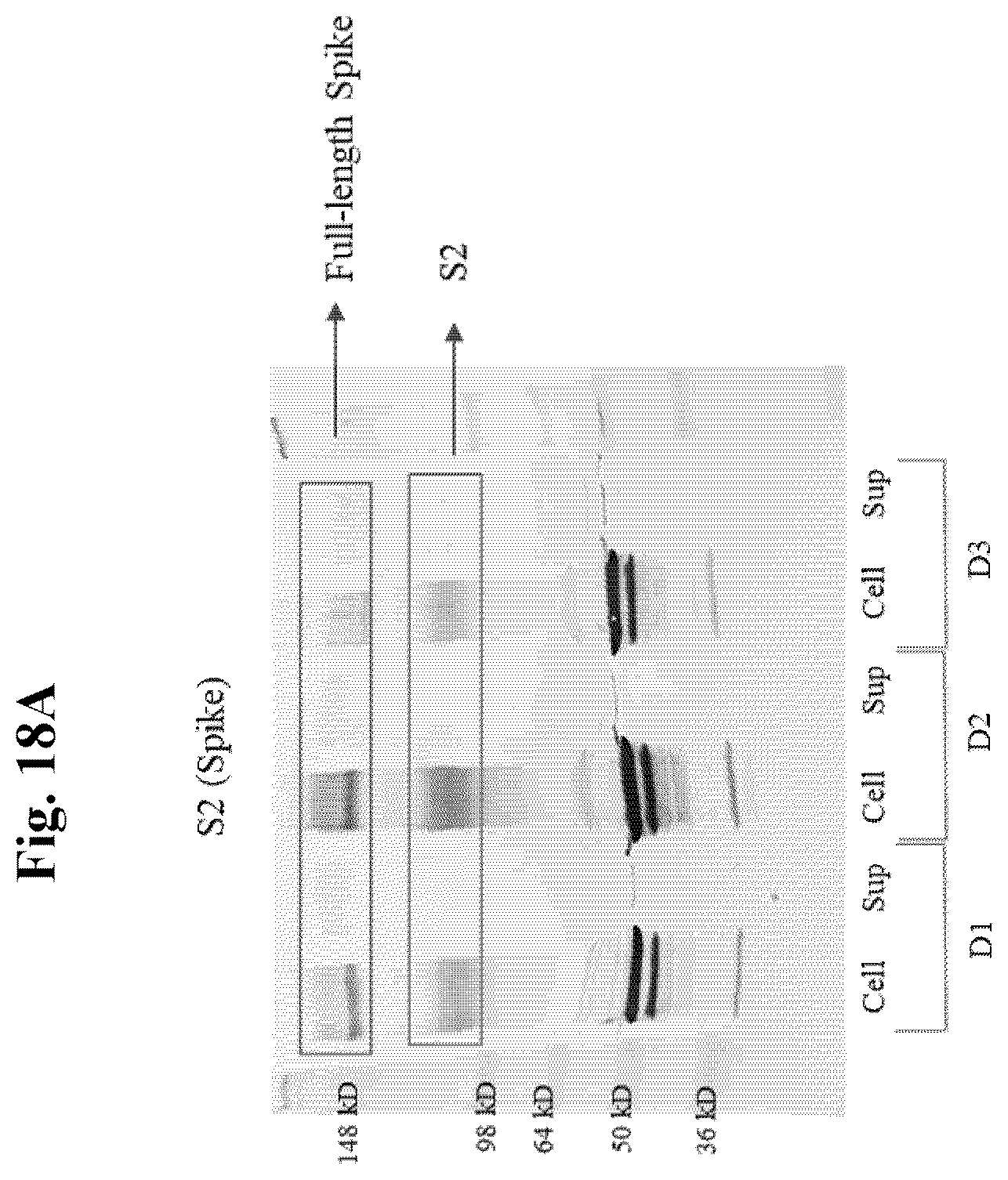 Patent US12350327 Figure 19 – Compositions and methods for therapeutic or vaccine delivery