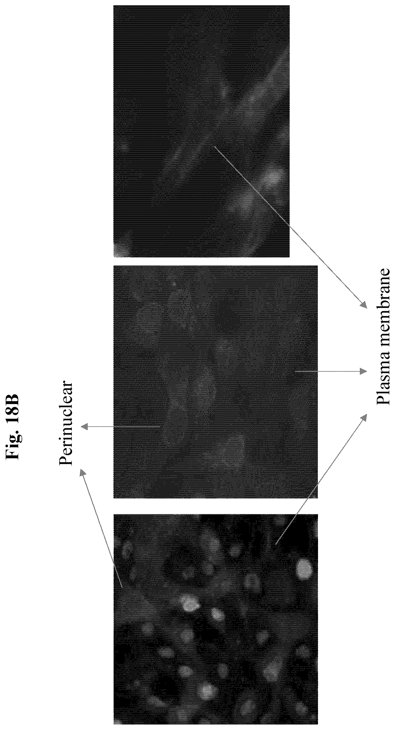 Patent US12350327 Figure 20 – Compositions and methods for therapeutic or vaccine delivery
