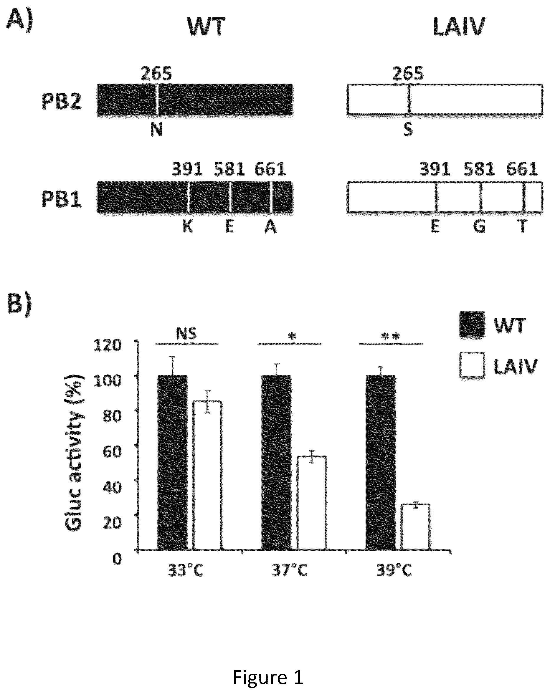 Patent US12350328 — Multivalent live-attenuated influenza vaccine for prevention and control of equine influenza virus (EIV) in horses — Figure 1