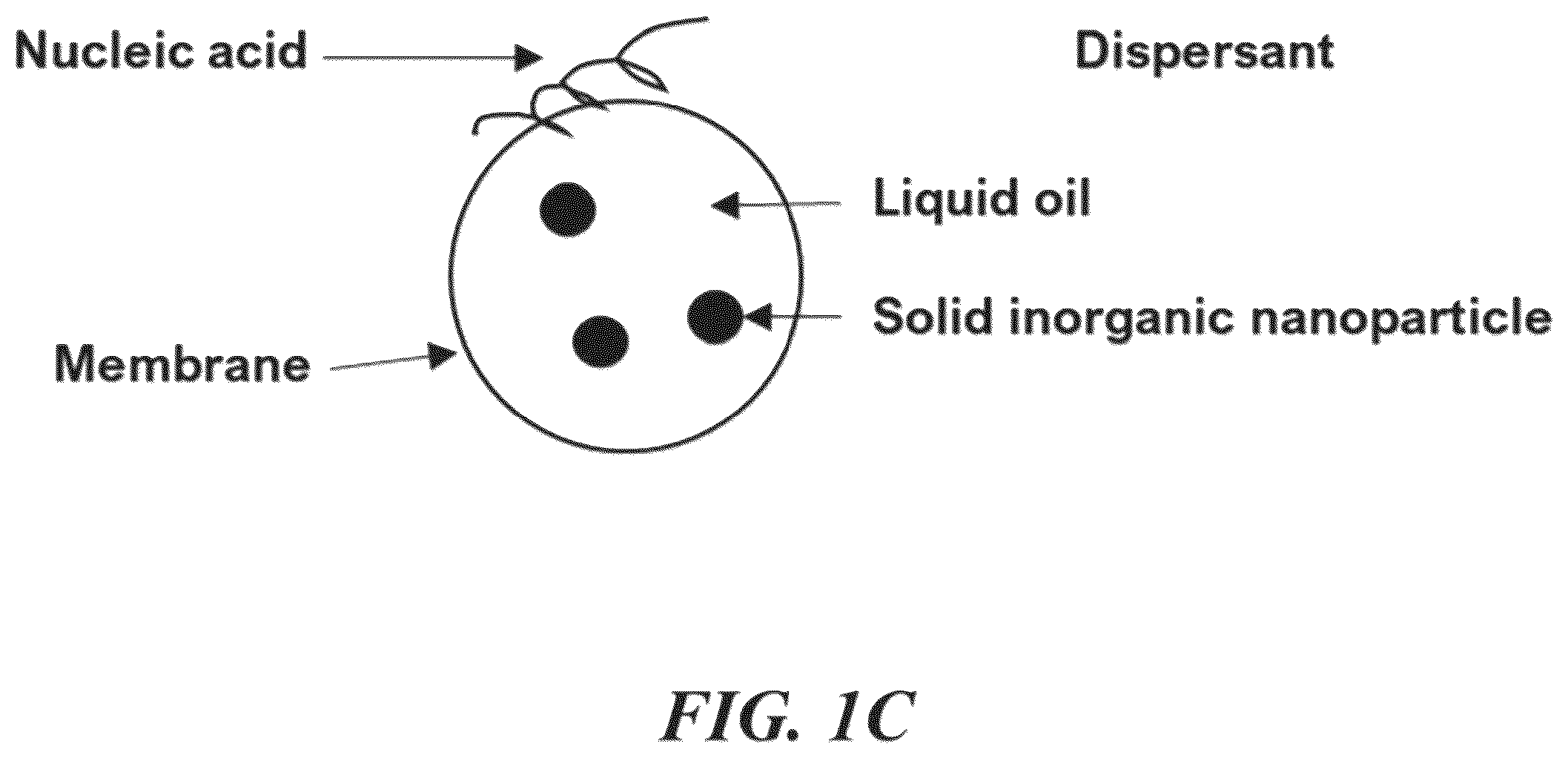 Patent US12350329 Figure 2 – RNA vaccines against infectious diseases