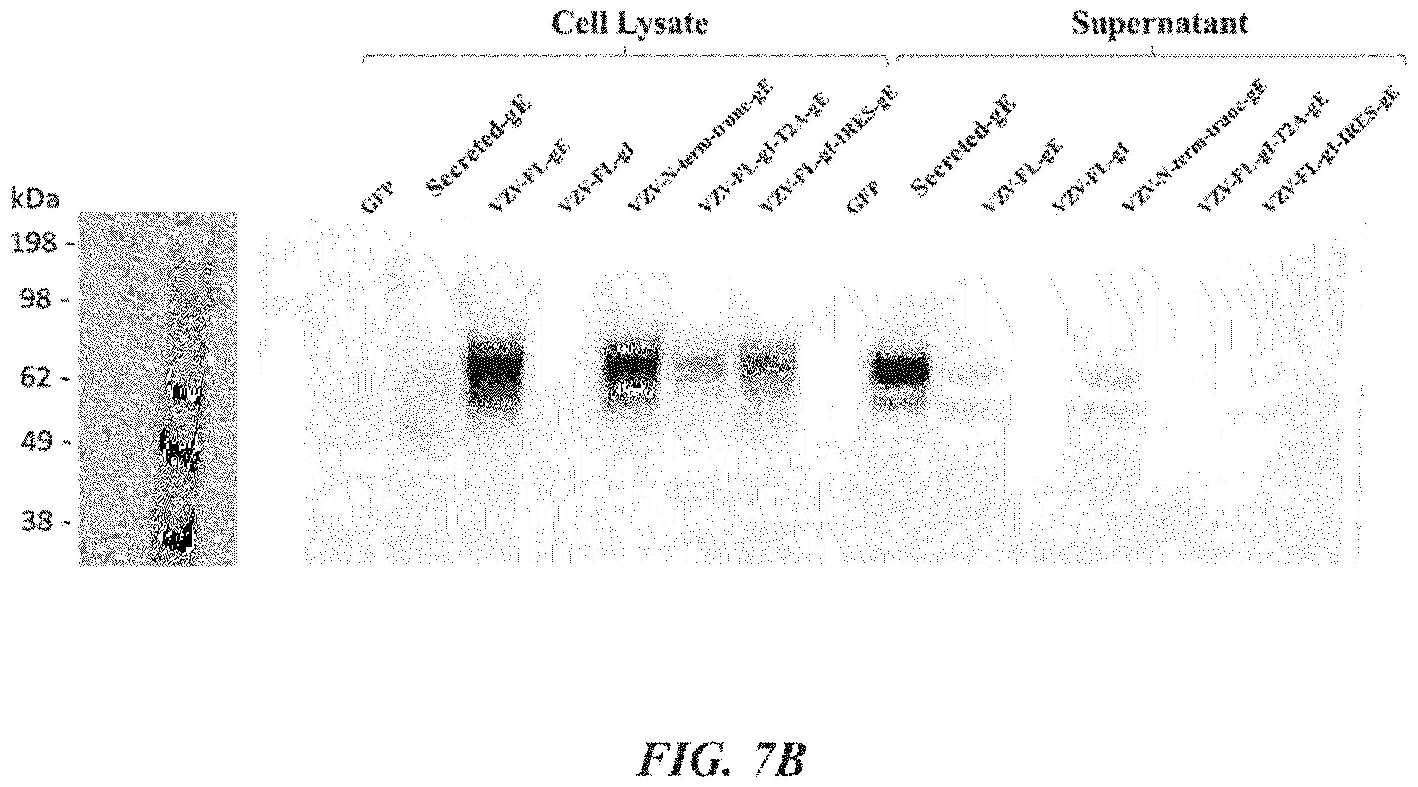 Patent US12350329 Figure 11 – RNA vaccines against infectious diseases