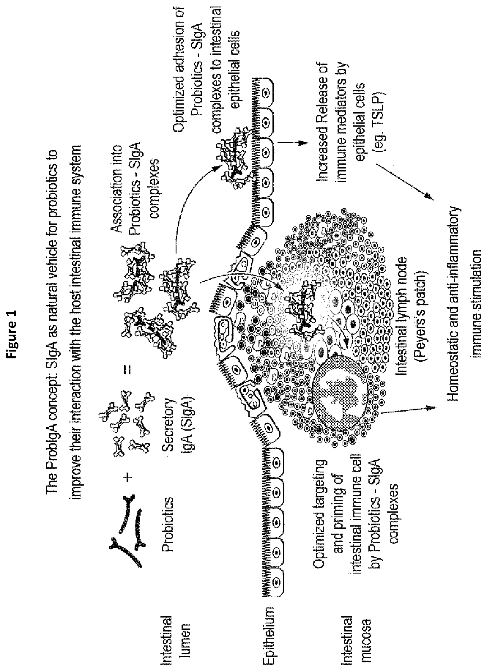 Patent US12350332 Figure 1 – Compositions comprising secretory IgA and probiotics