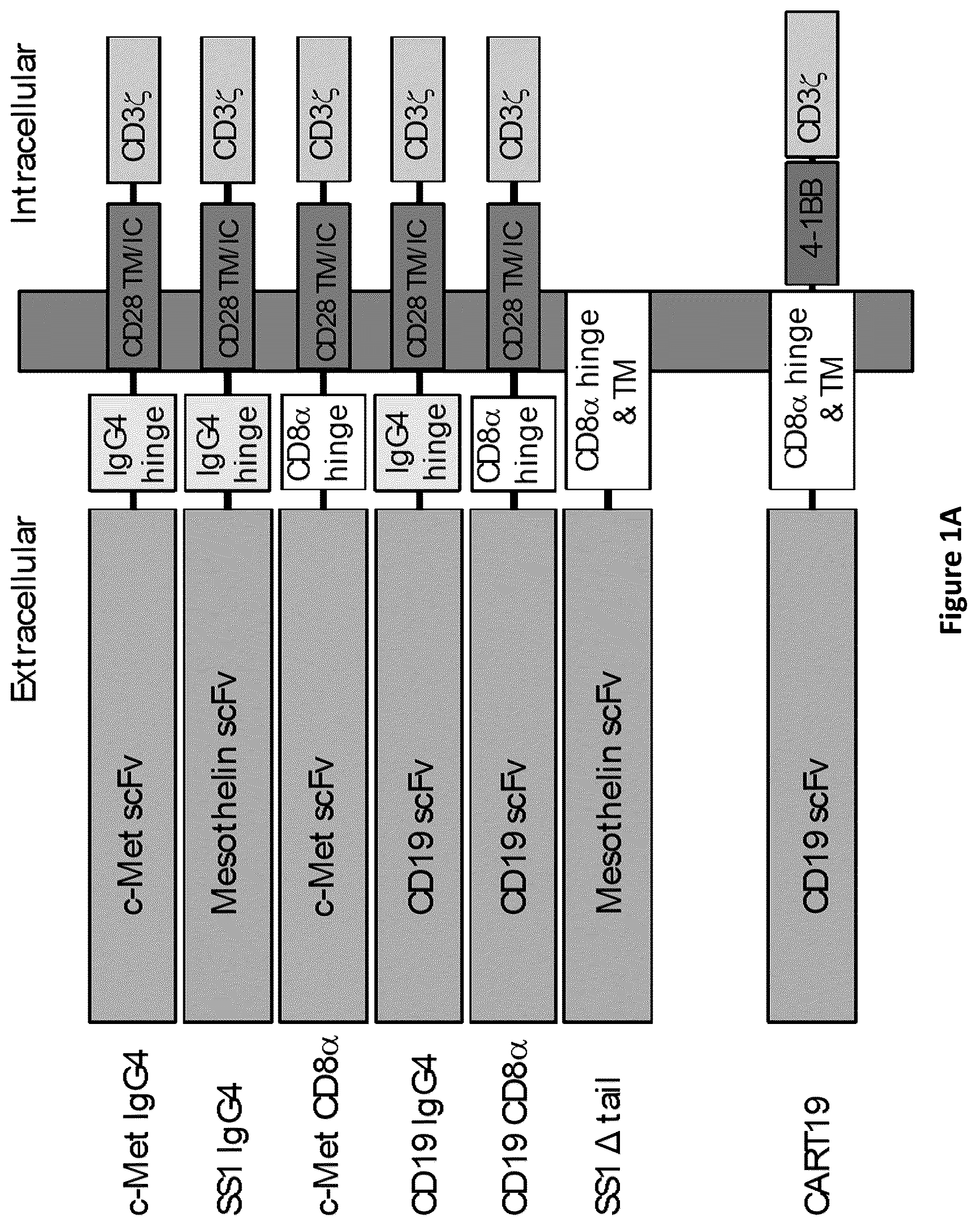 Patent US12350334 Figure 1 – Compositions and methods for generating a persisting population of T cells useful for the treatment of cancer
