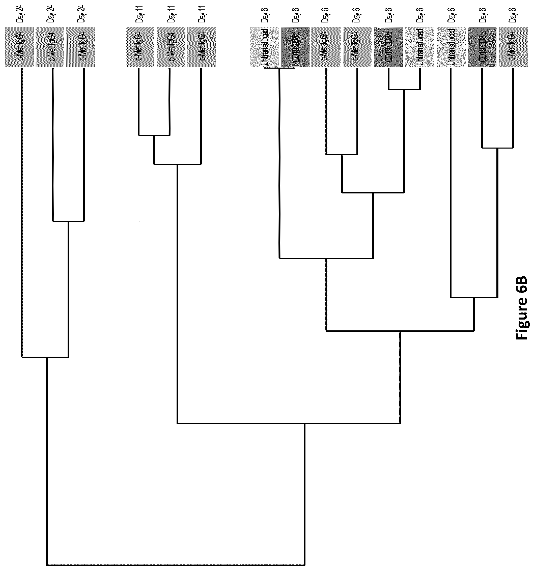 Patent US12350334 Figure 9 – Compositions and methods for generating a persisting population of T cells useful for the treatment of cancer