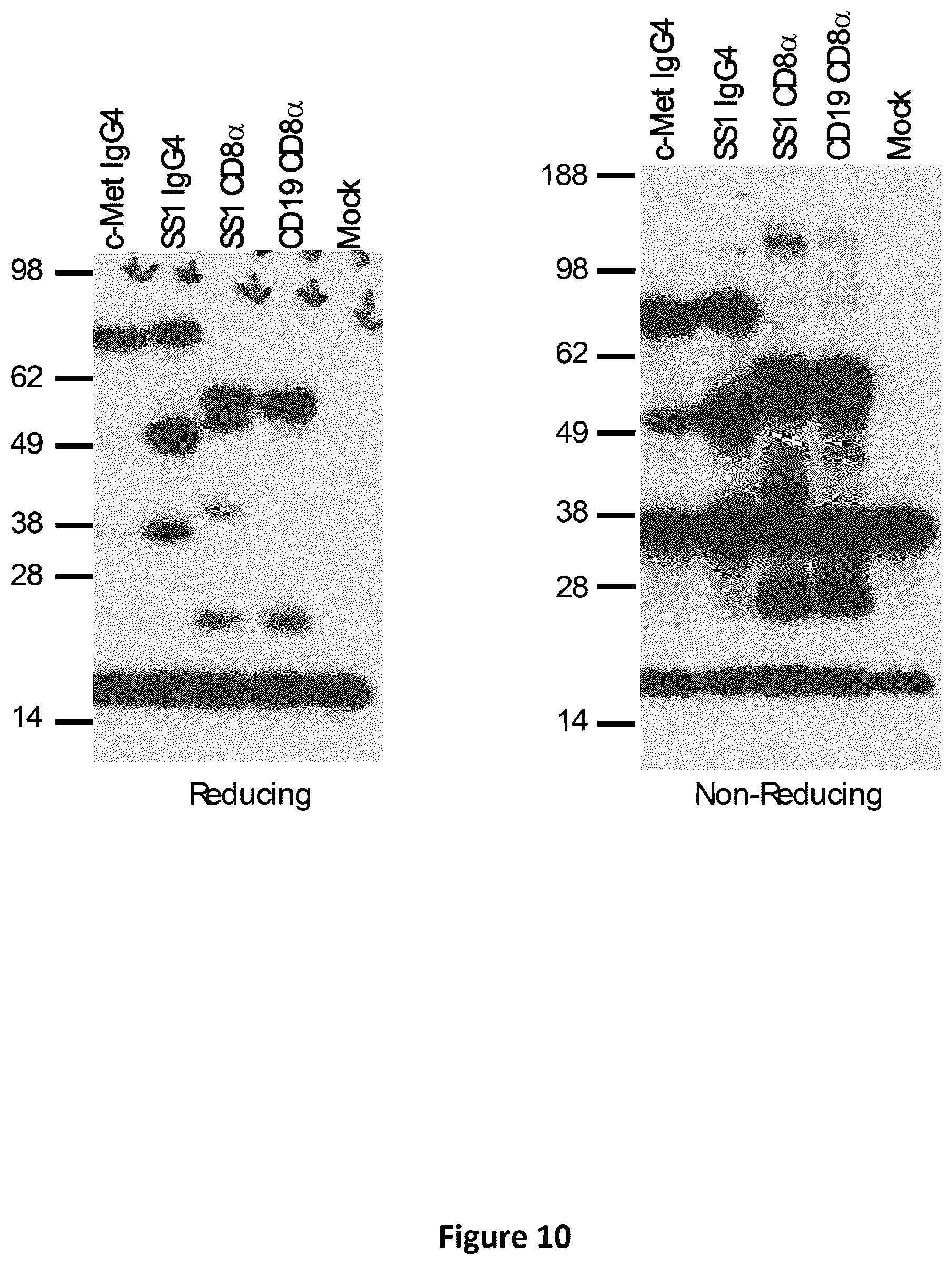 Patent US12350334 Figure 14 – Compositions and methods for generating a persisting population of T cells useful for the treatment of cancer