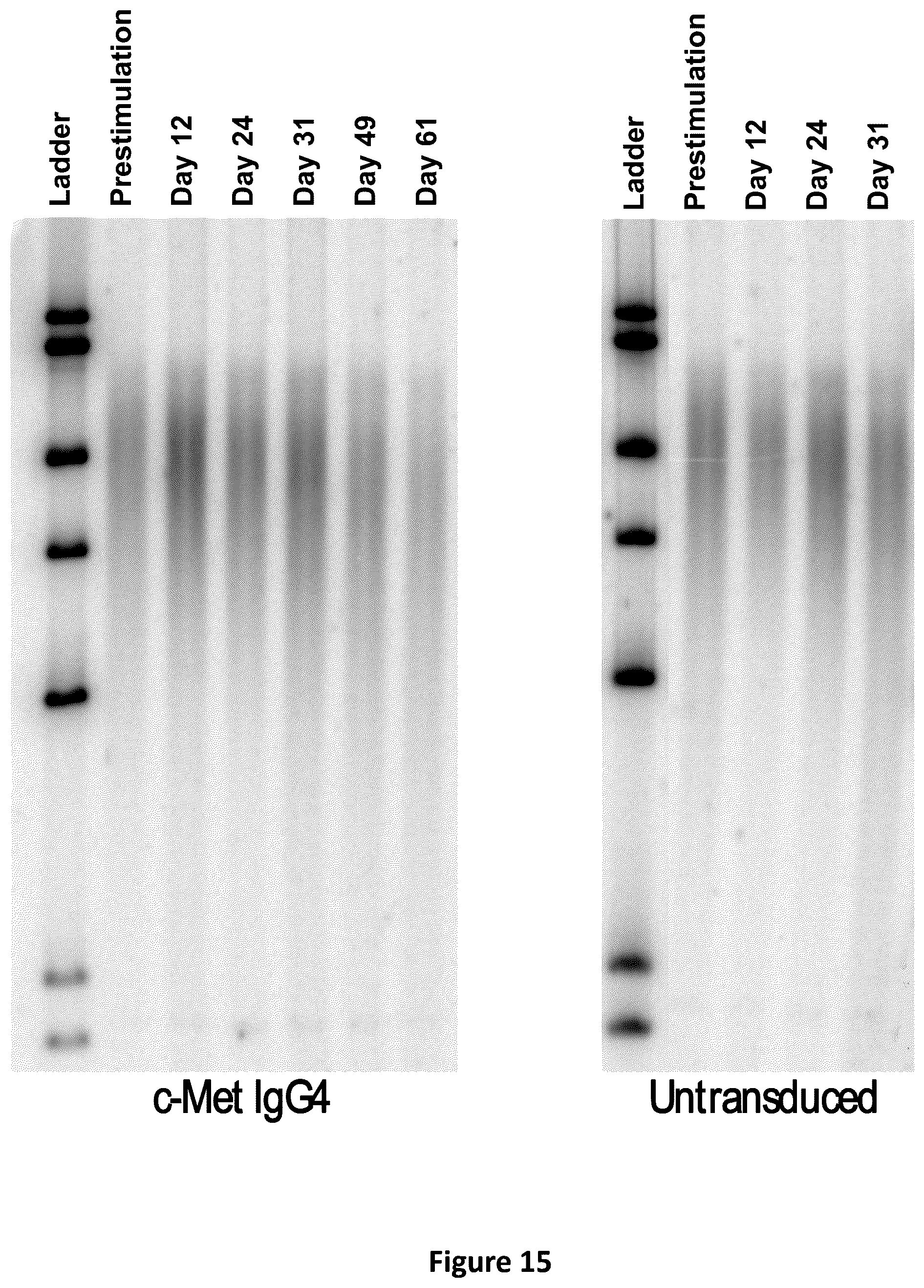Patent US12350334 Figure 19 – Compositions and methods for generating a persisting population of T cells useful for the treatment of cancer