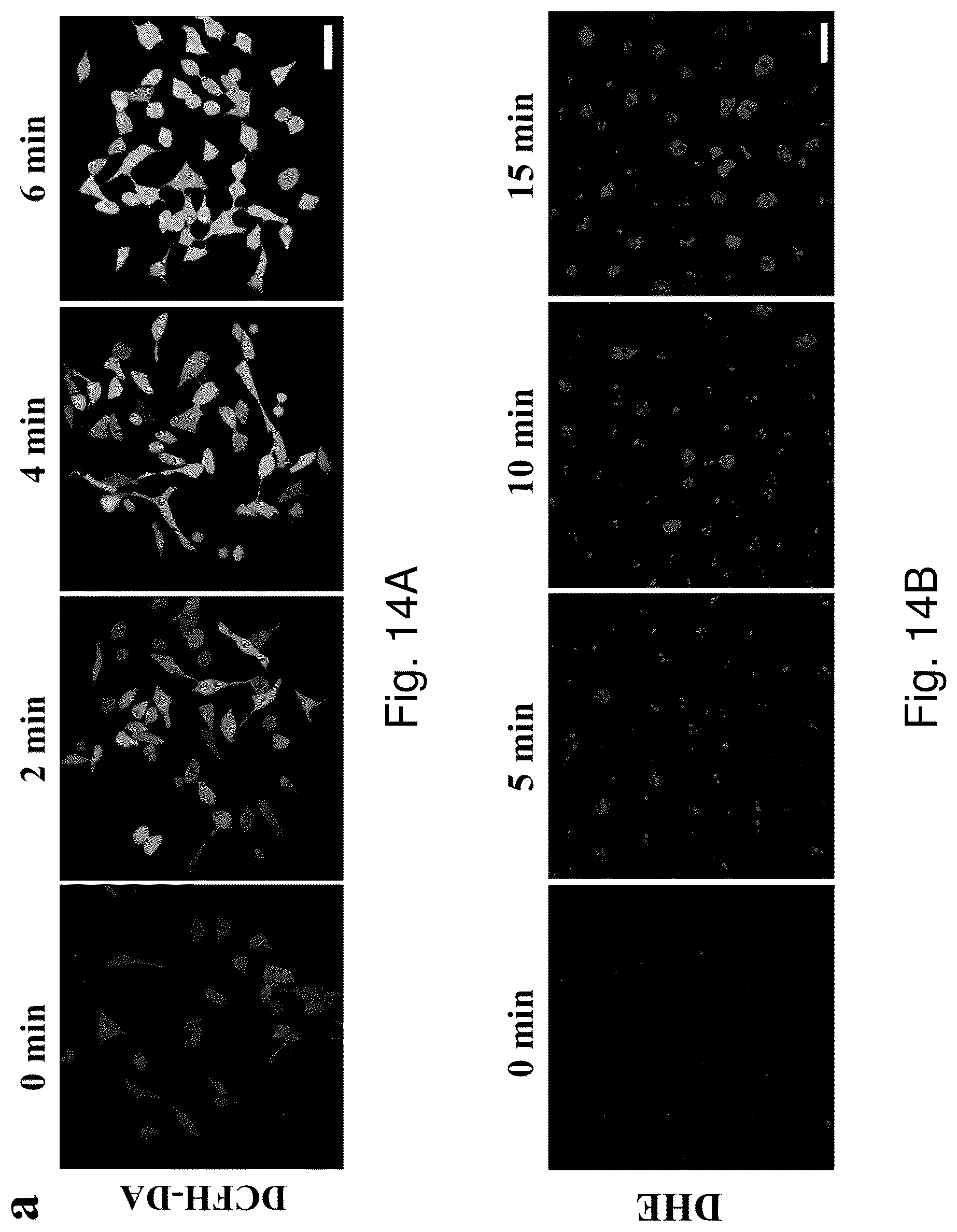 Patent US12350336 Figure 19 – Photo-activatable compound, its preparation and therapeutic use