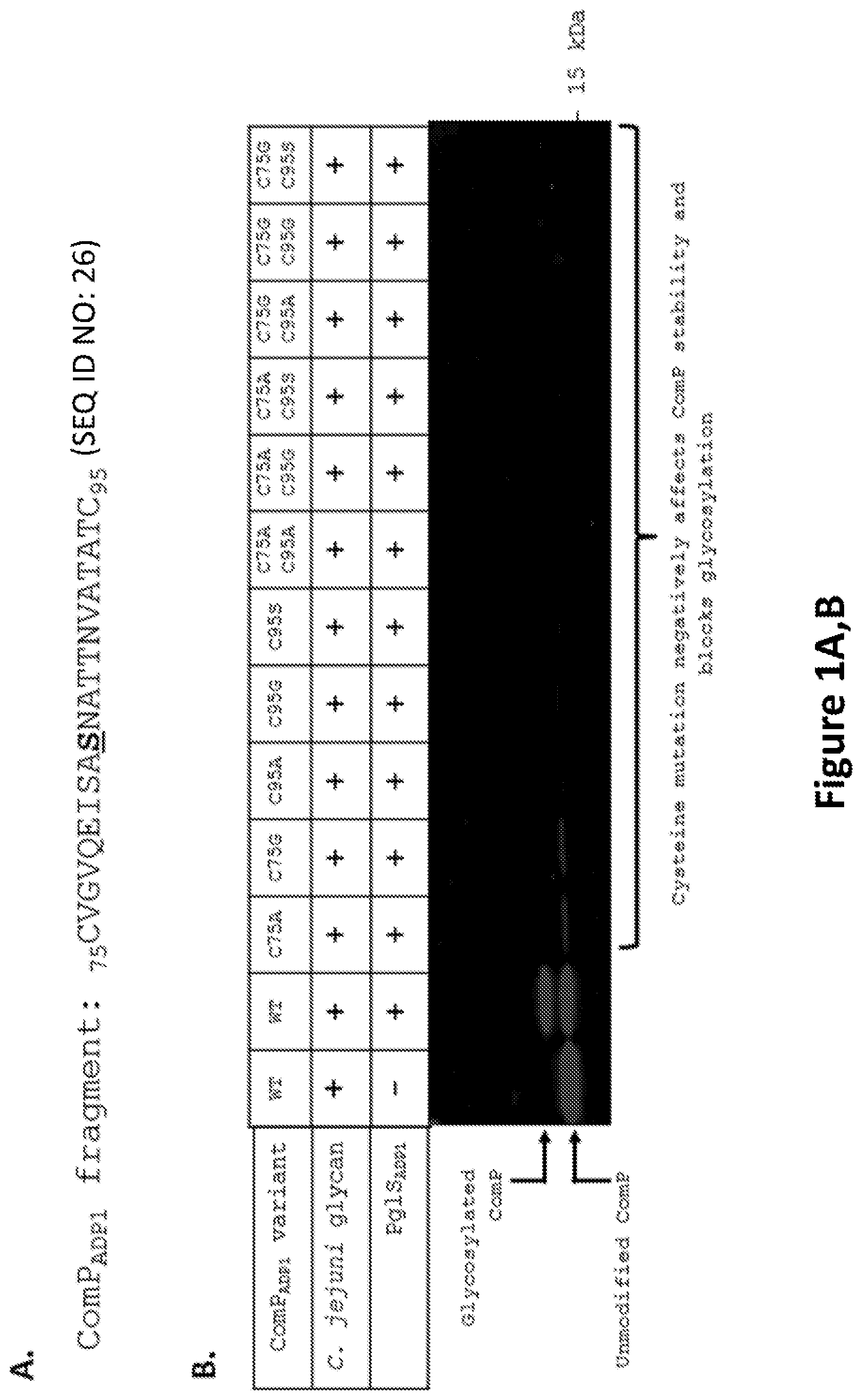 Patent US12350342 Figure 1 – O-linked glycosylation recognition motifs