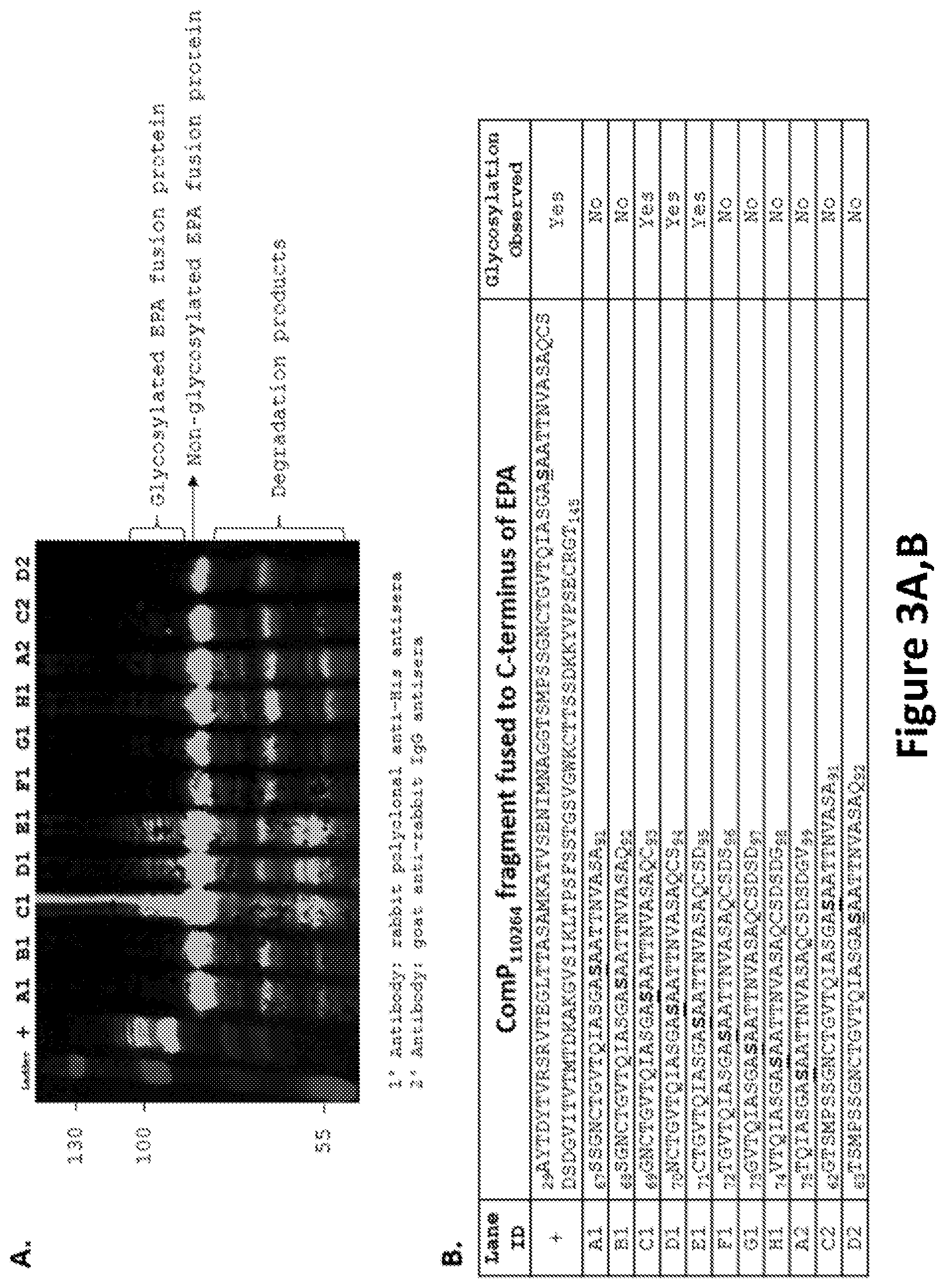 Patent US12350342 Figure 3 – O-linked glycosylation recognition motifs