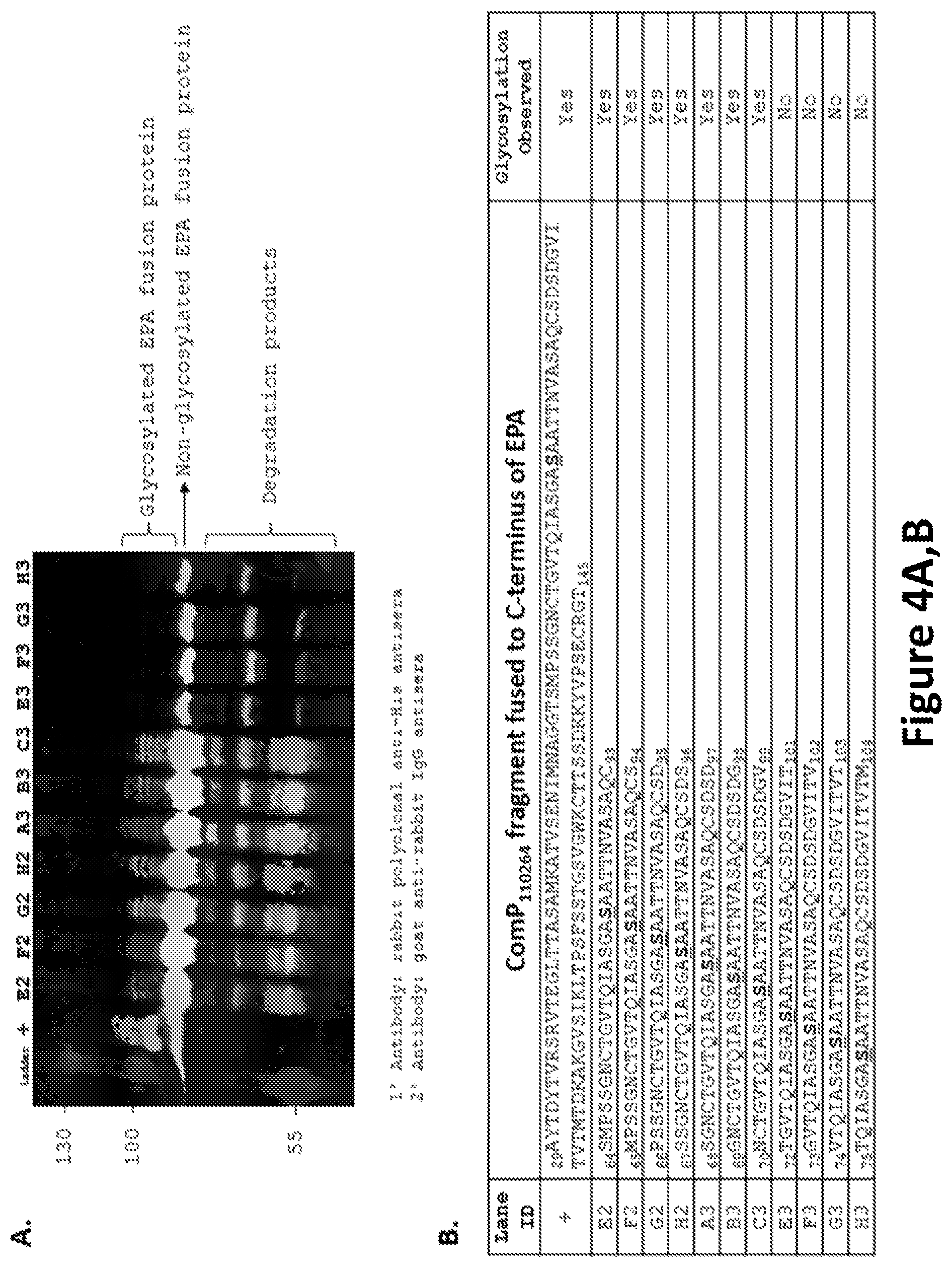 Patent US12350342 Figure 4 – O-linked glycosylation recognition motifs