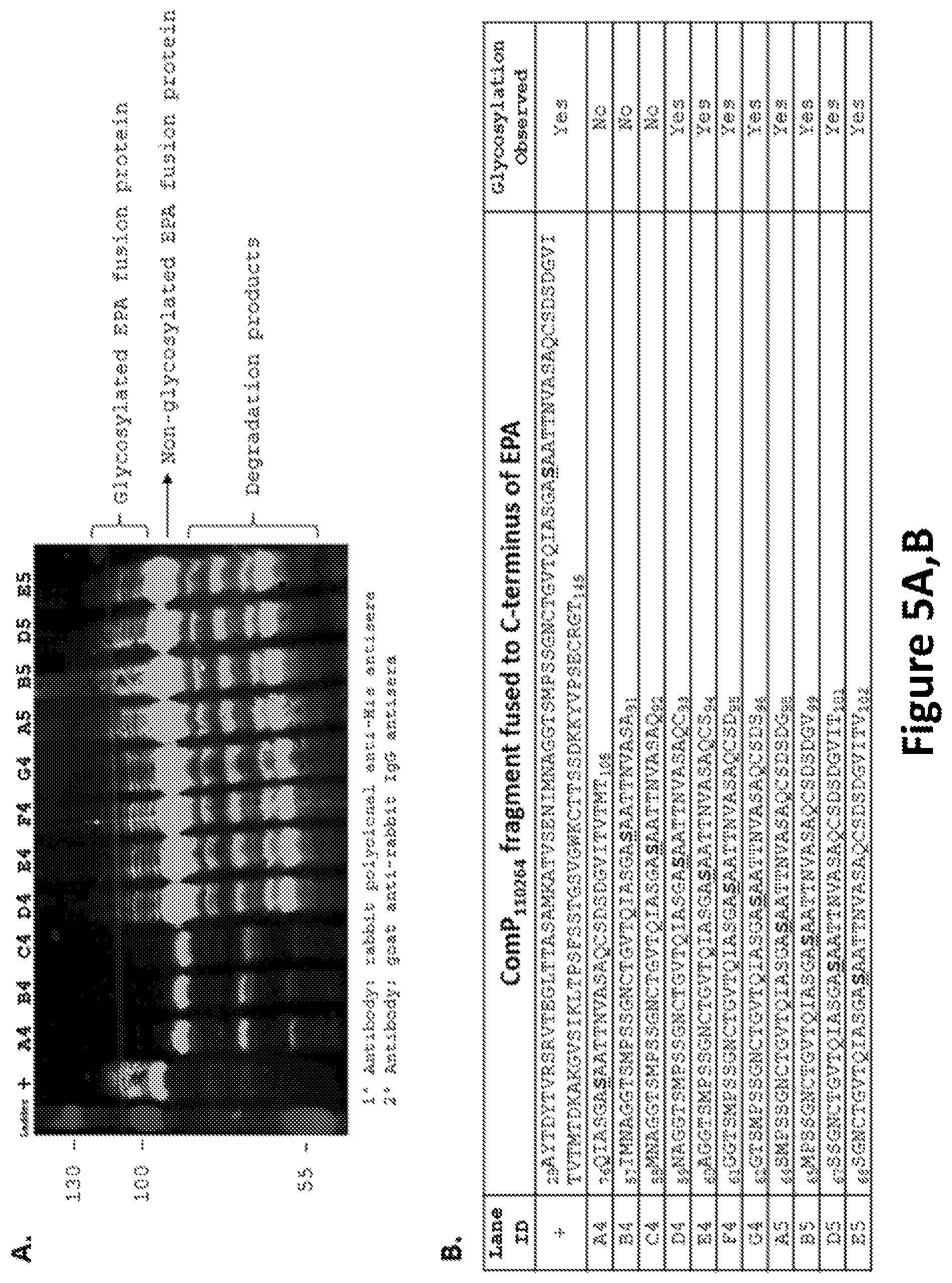 Patent US12350342 Figure 5 – O-linked glycosylation recognition motifs