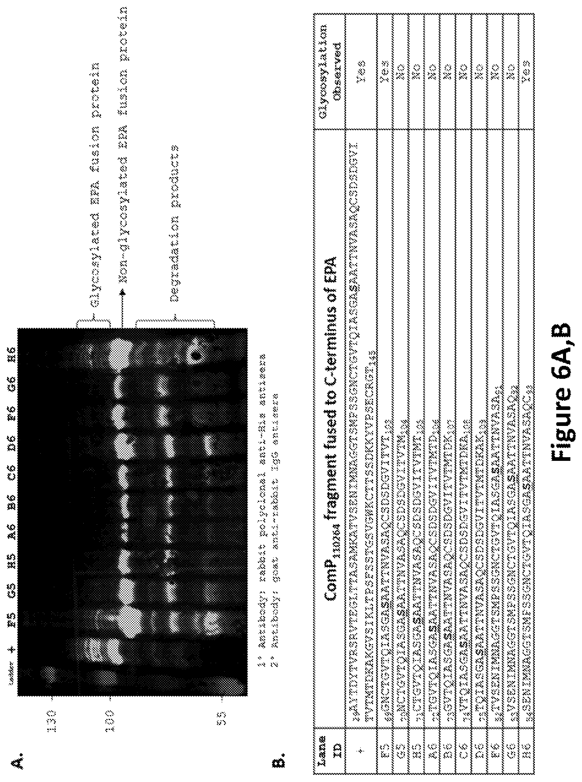 Patent US12350342 Figure 6 – O-linked glycosylation recognition motifs
