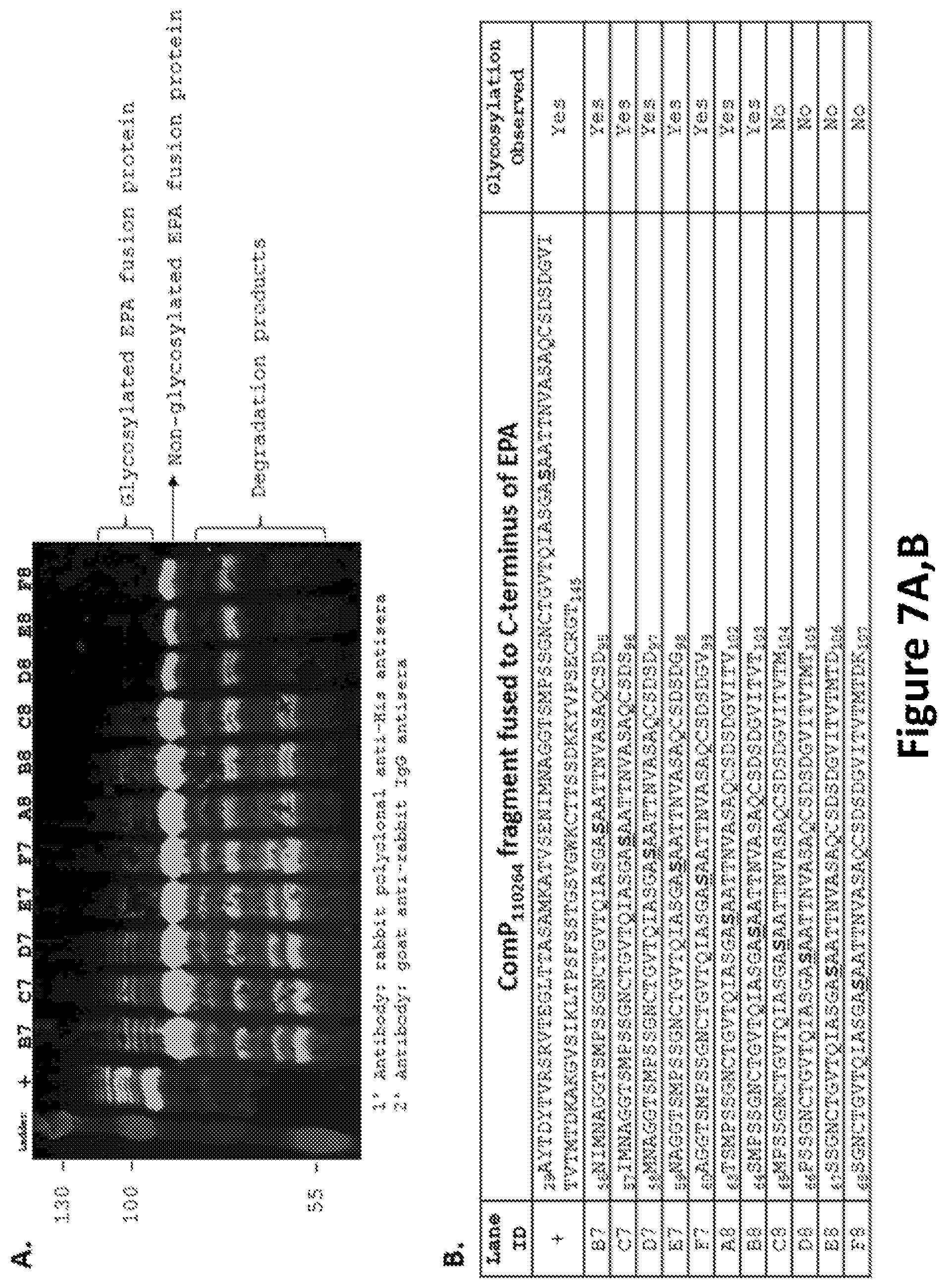 Patent US12350342 Figure 7 – O-linked glycosylation recognition motifs