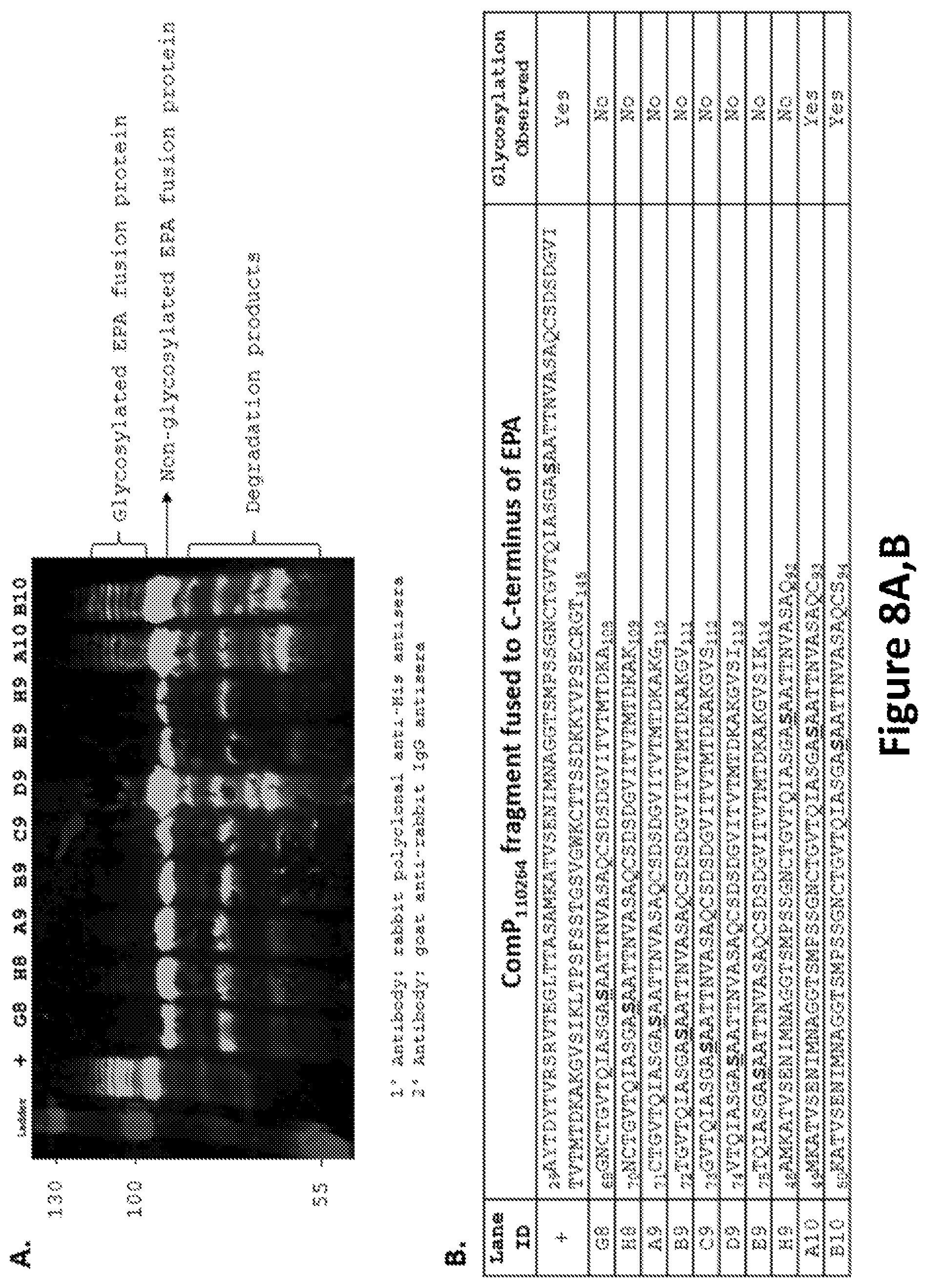Patent US12350342 Figure 8 – O-linked glycosylation recognition motifs