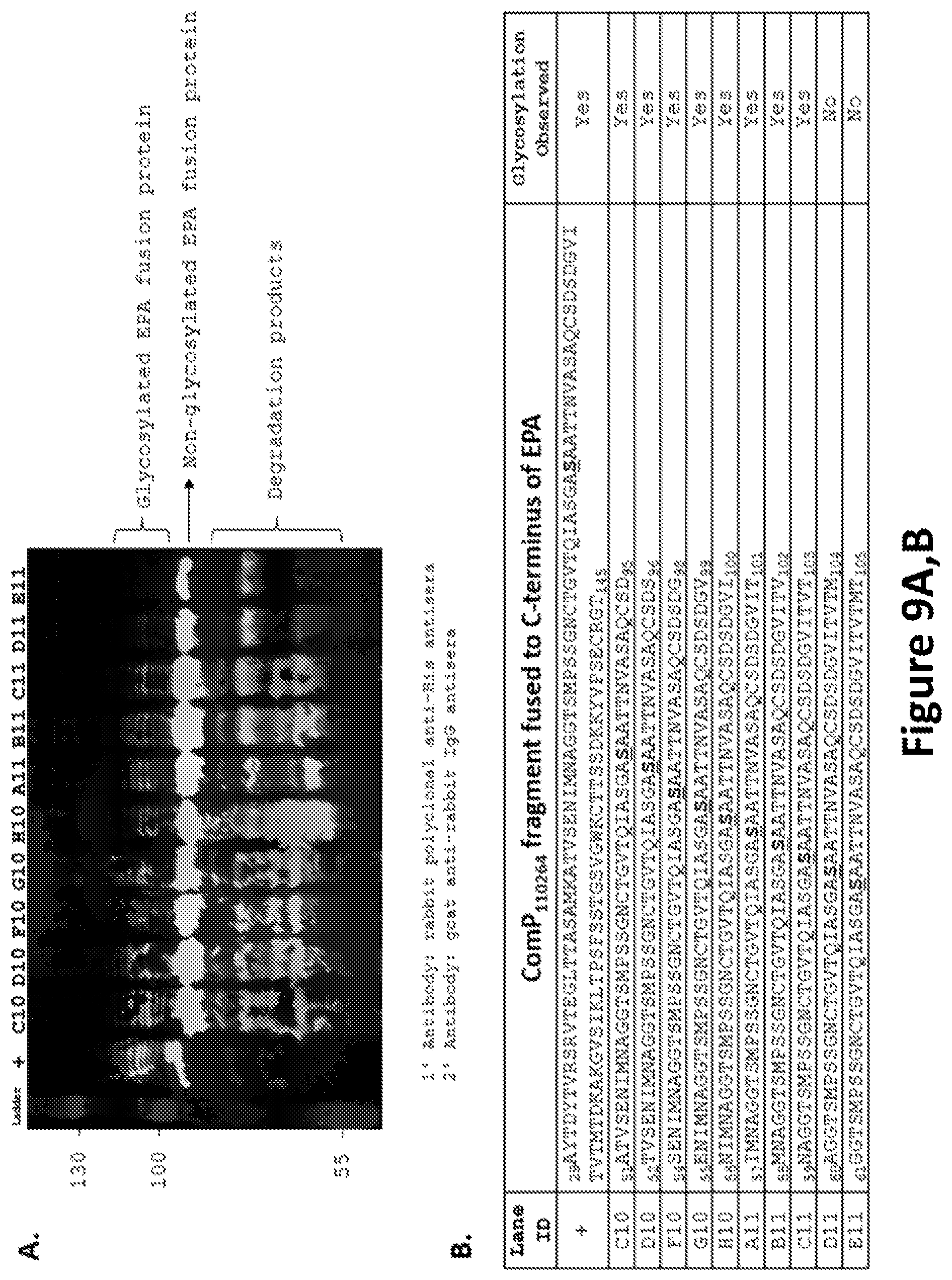 Patent US12350342 Figure 9 – O-linked glycosylation recognition motifs