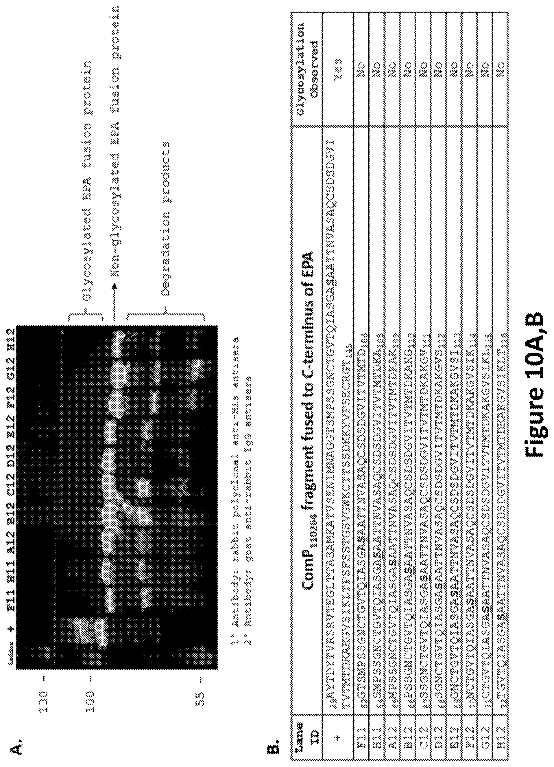 Patent US12350342 Figure 10 – O-linked glycosylation recognition motifs