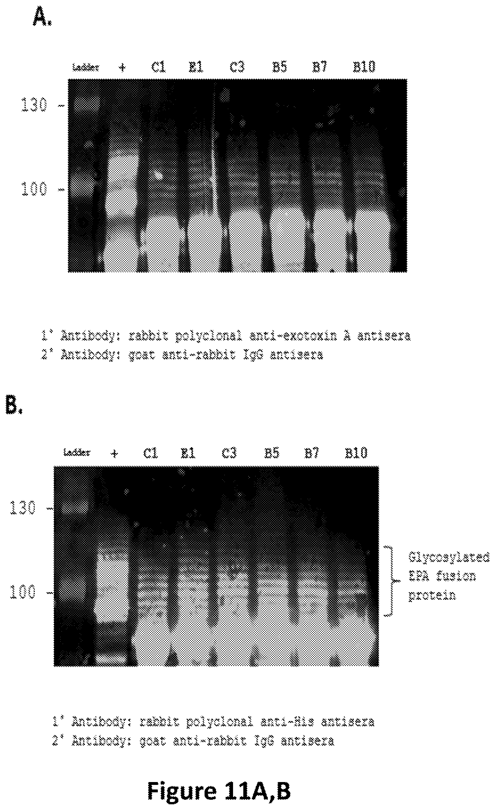 Patent US12350342 Figure 11 – O-linked glycosylation recognition motifs