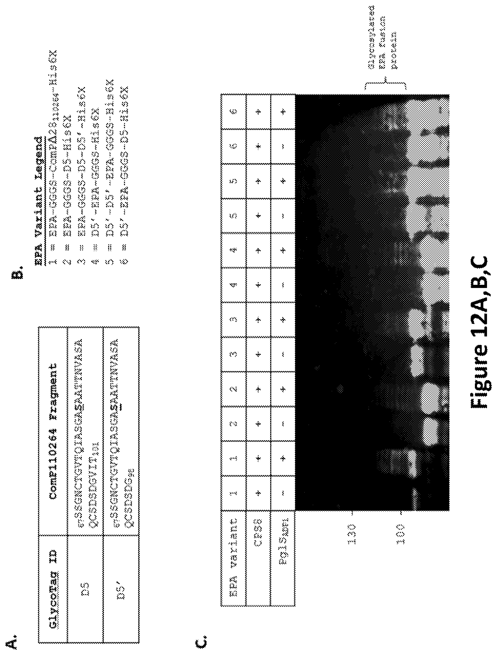 Patent US12350342 Figure 13 – O-linked glycosylation recognition motifs