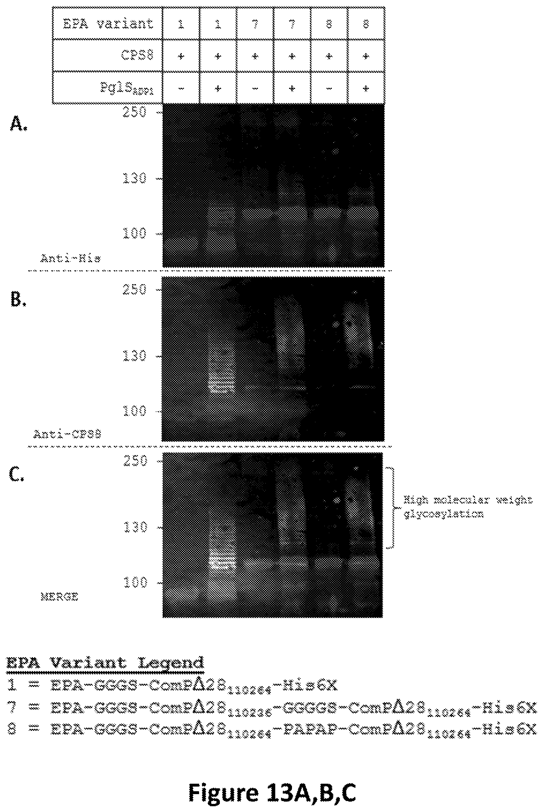 Patent US12350342 Figure 14 – O-linked glycosylation recognition motifs