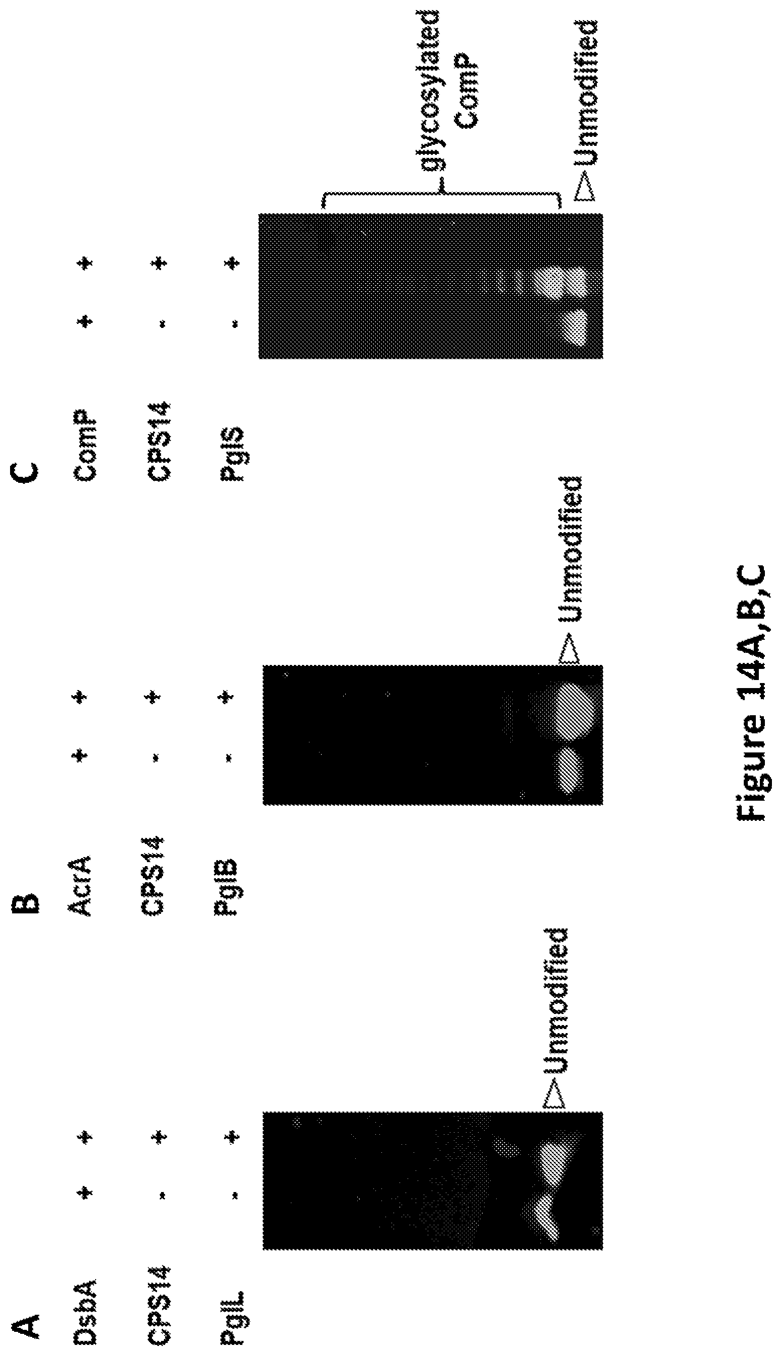 Patent US12350342 Figure 15 – O-linked glycosylation recognition motifs