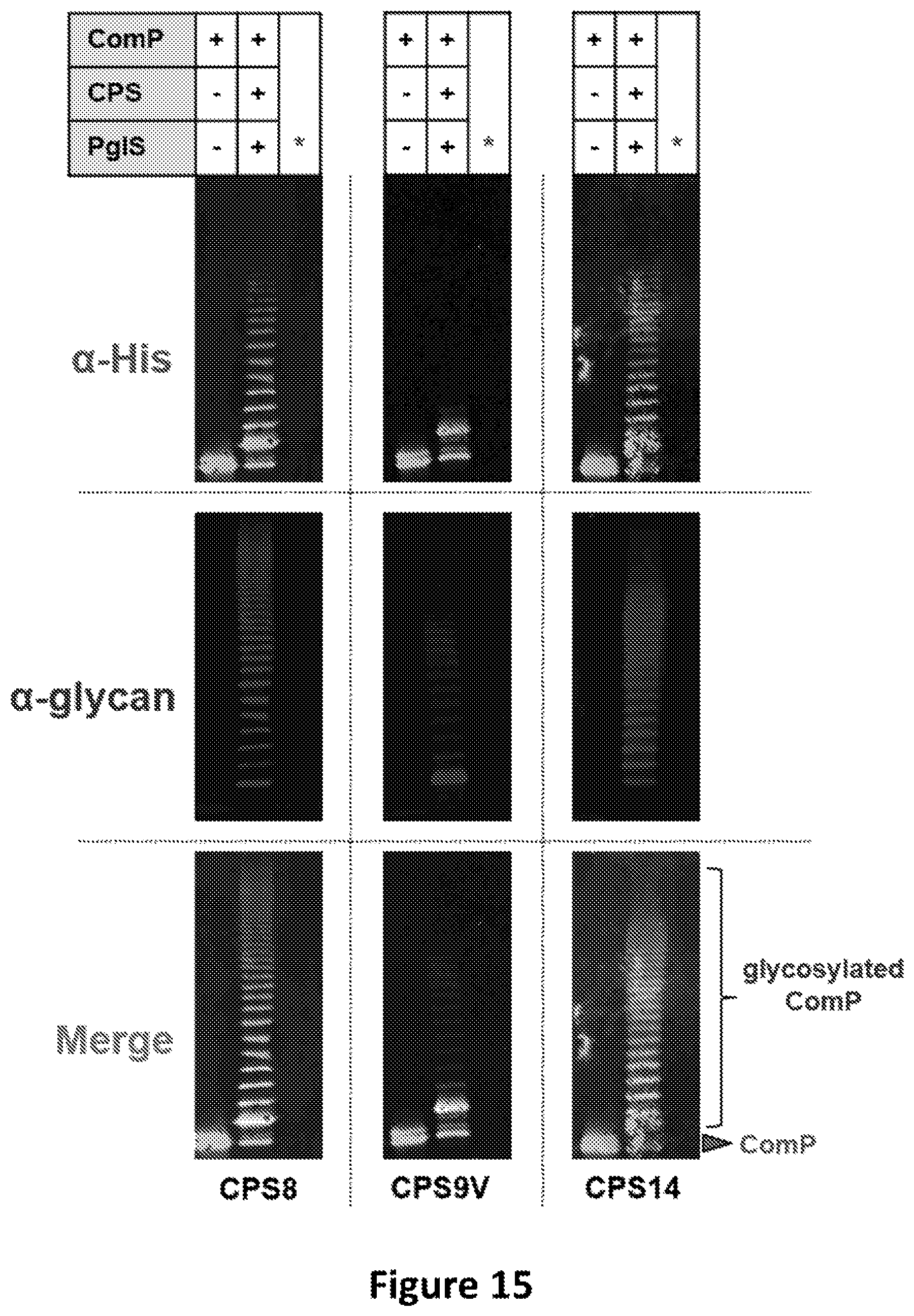 Patent US12350342 Figure 16 – O-linked glycosylation recognition motifs