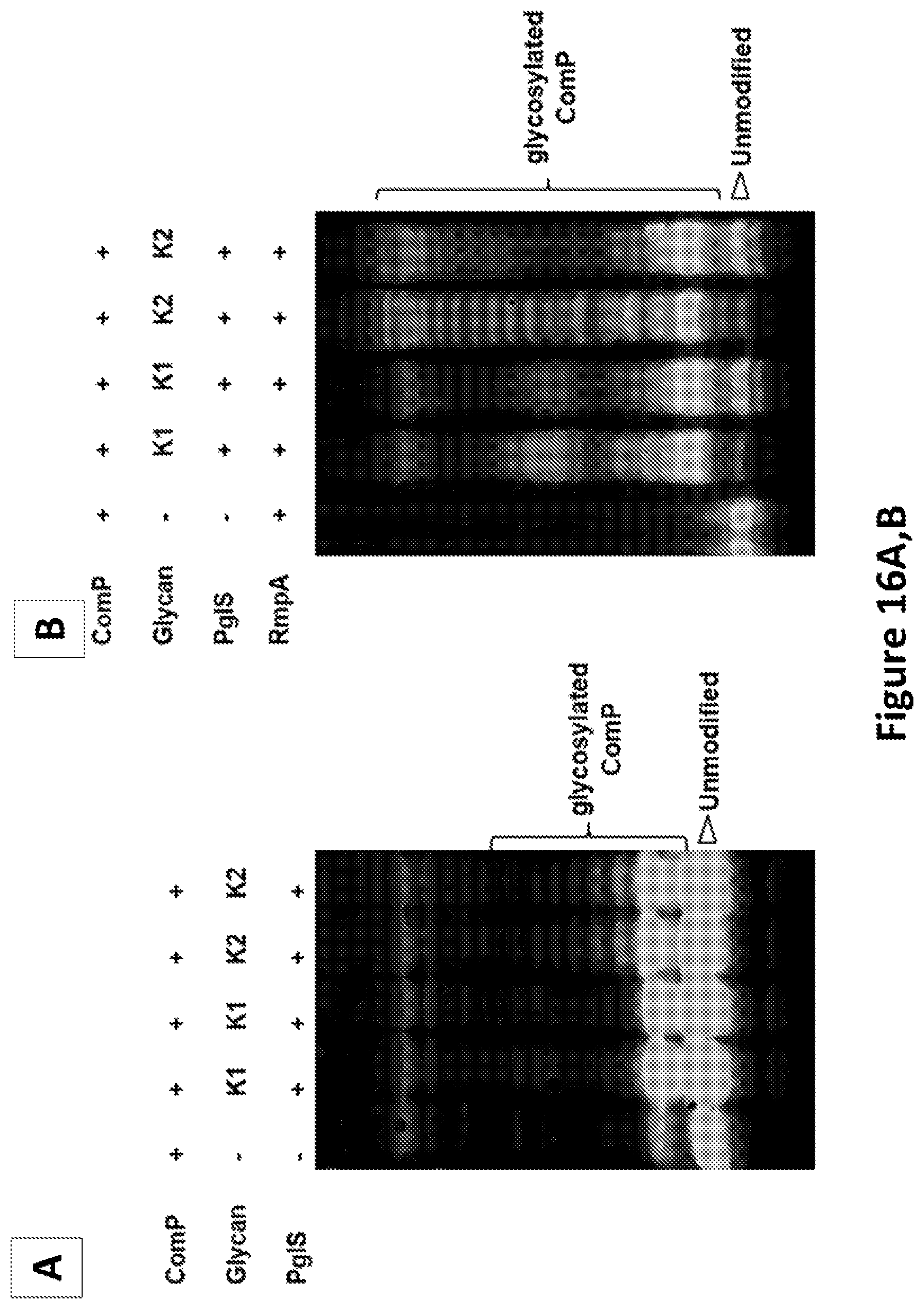 Patent US12350342 Figure 17 – O-linked glycosylation recognition motifs
