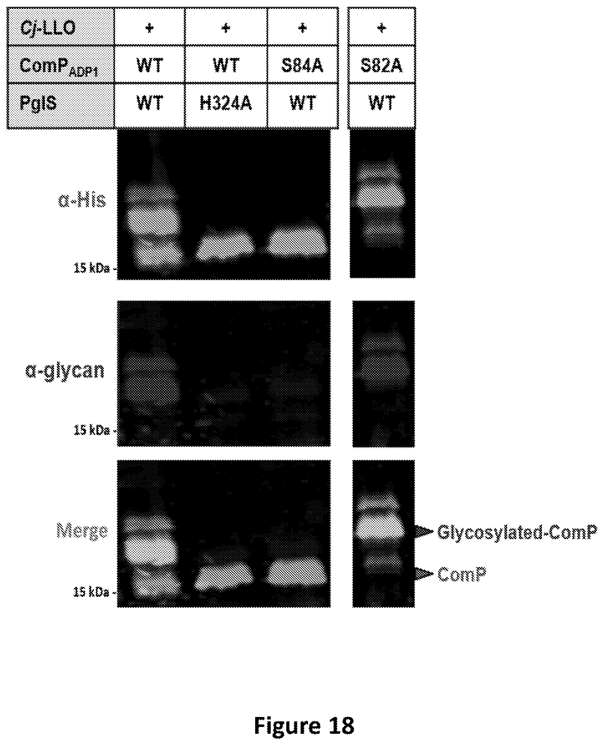 Patent US12350342 Figure 20 – O-linked glycosylation recognition motifs