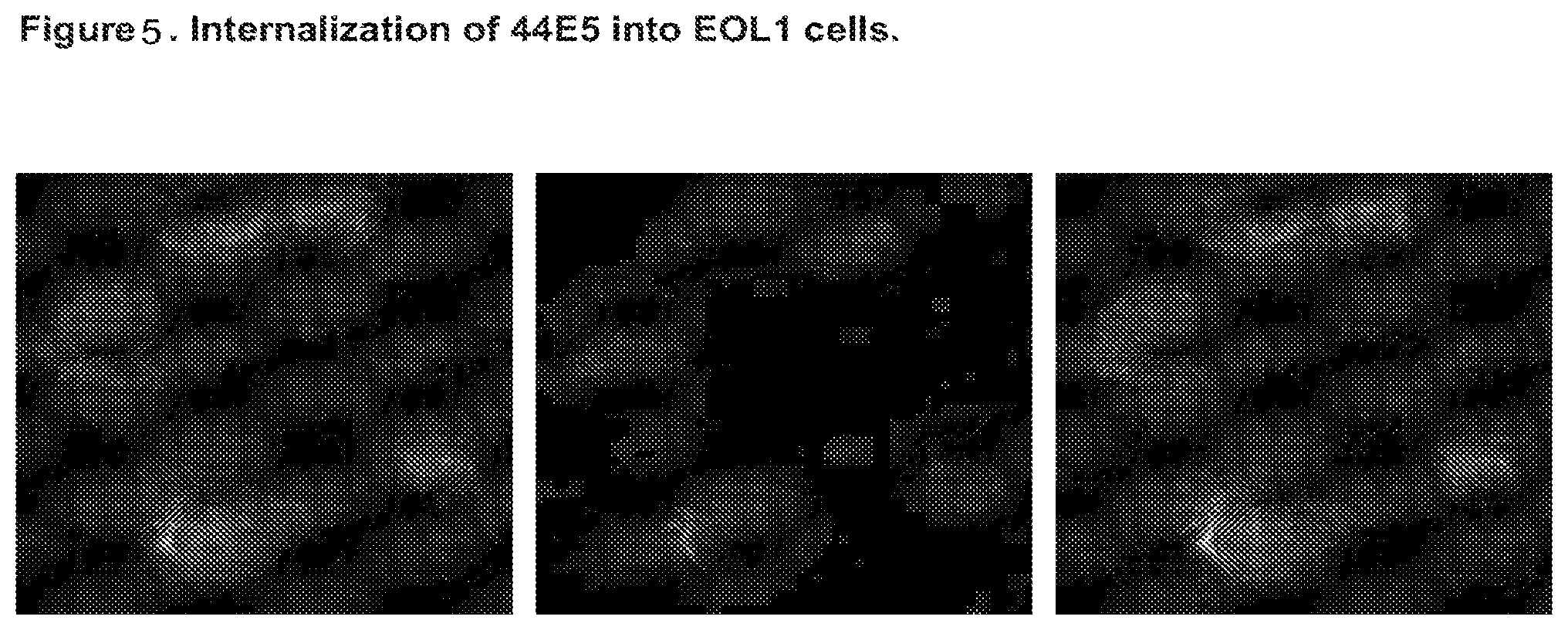 Patent US12350347 Figure 19 – Nucleic acids encoding anti-IL1RAP antibodies and their uses