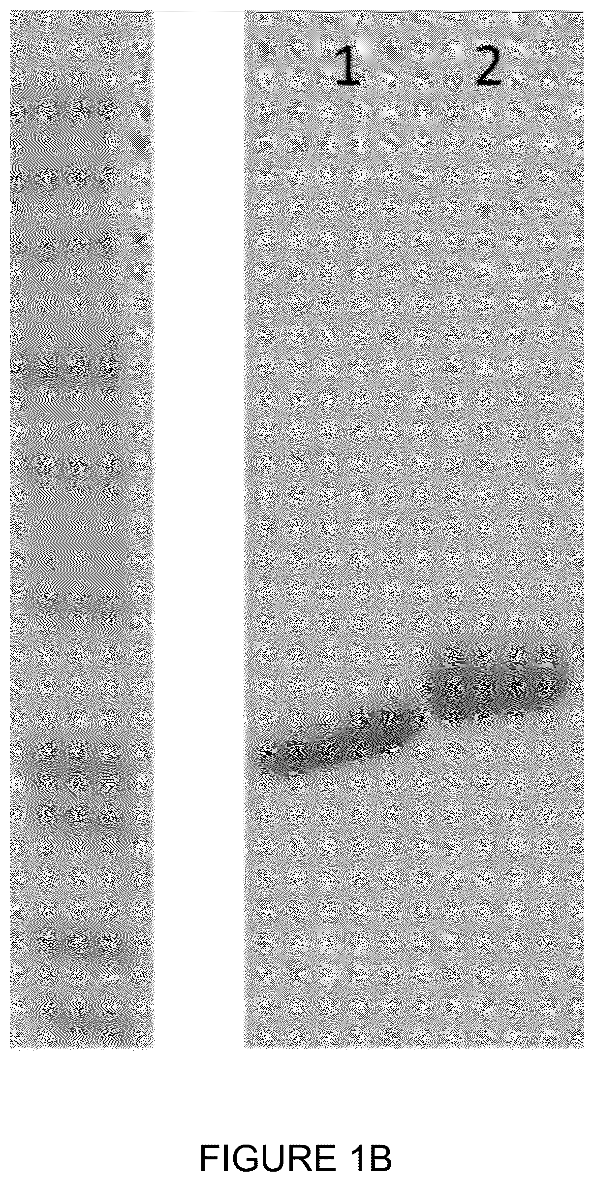 Patent US12350348 Figure 2 – Compounds and therapeutic uses thereof