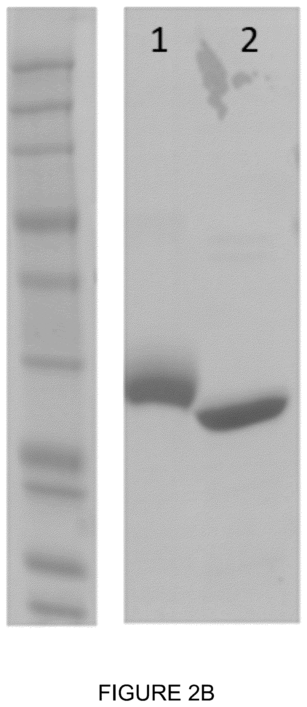 Patent US12350348 Figure 5 – Compounds and therapeutic uses thereof
