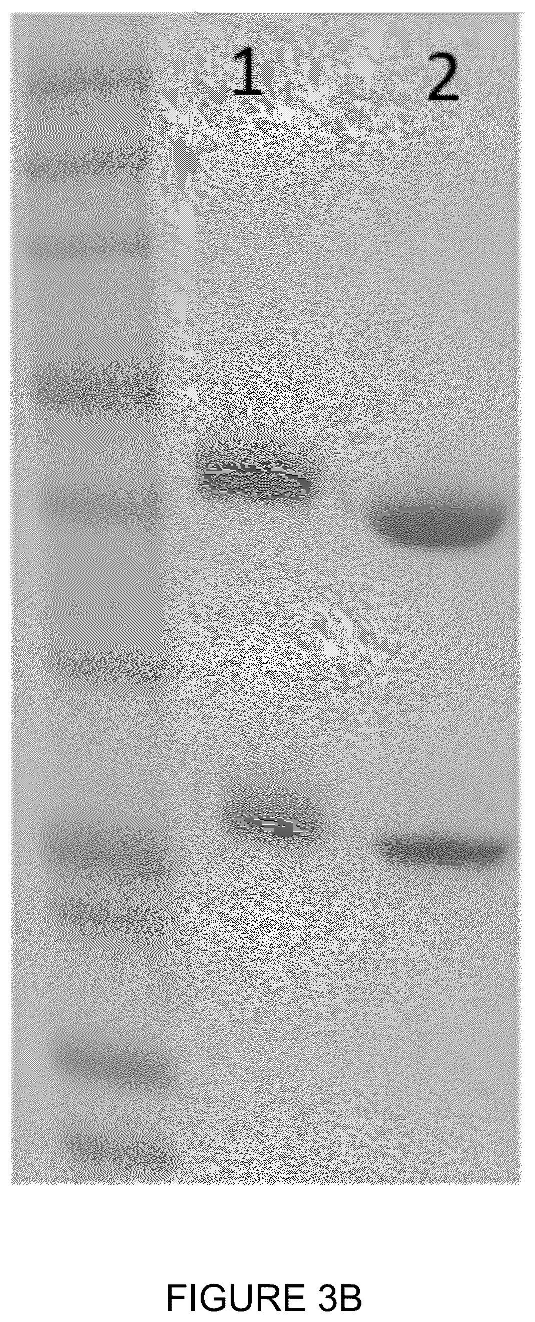 Patent US12350348 Figure 8 – Compounds and therapeutic uses thereof