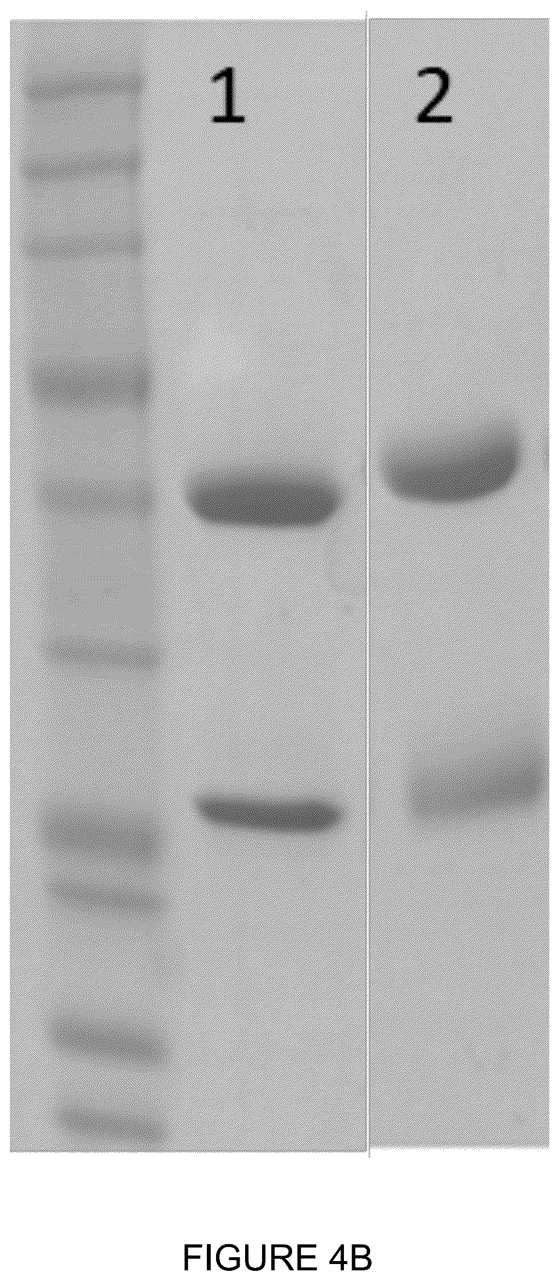Patent US12350348 Figure 10 – Compounds and therapeutic uses thereof