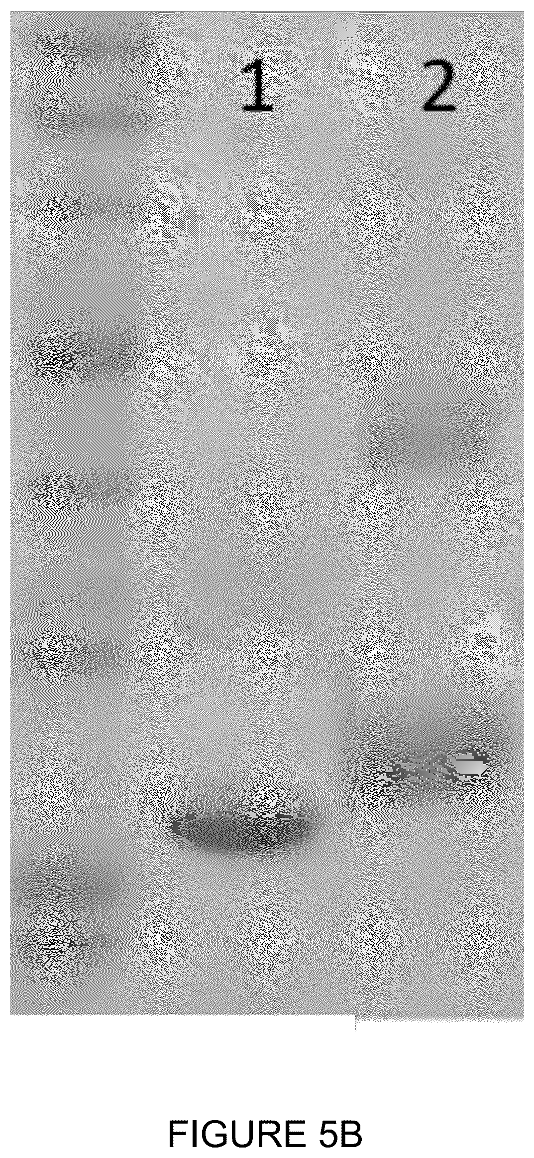 Patent US12350348 Figure 12 – Compounds and therapeutic uses thereof