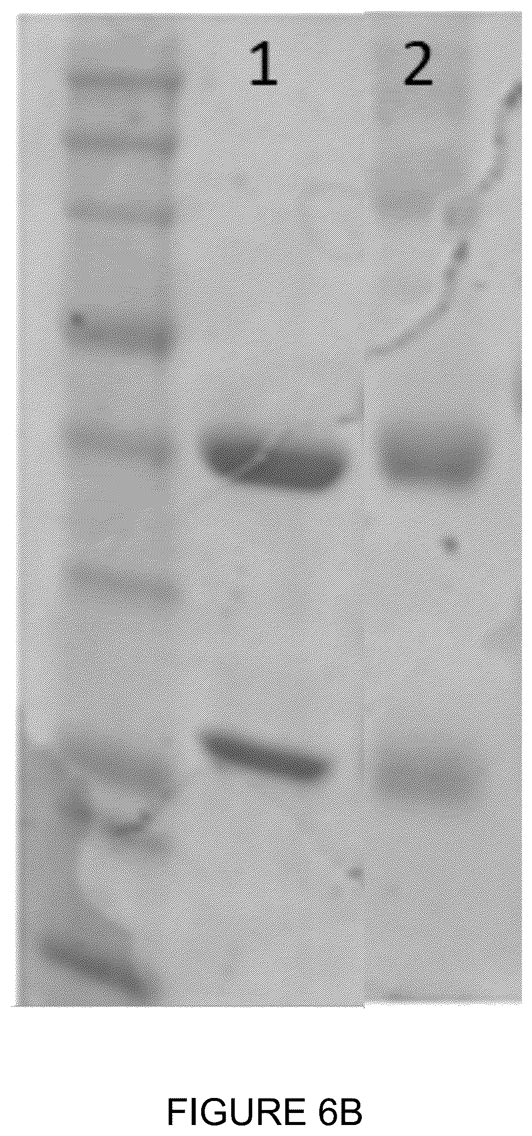 Patent US12350348 Figure 15 – Compounds and therapeutic uses thereof