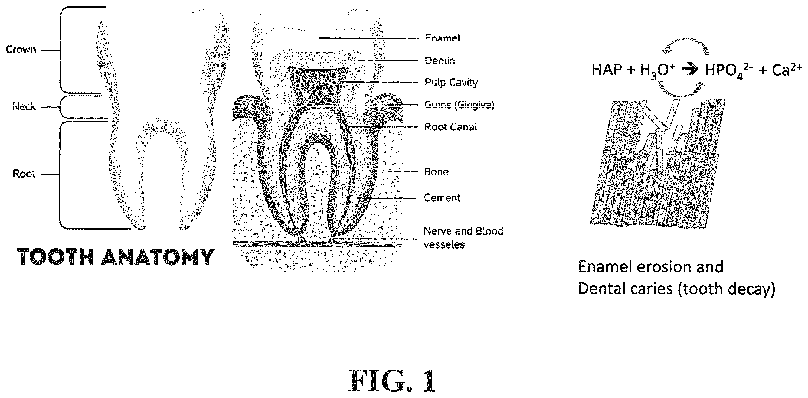 Patent US12350353 — Synthetic enamel and uses thereof — Figure 1