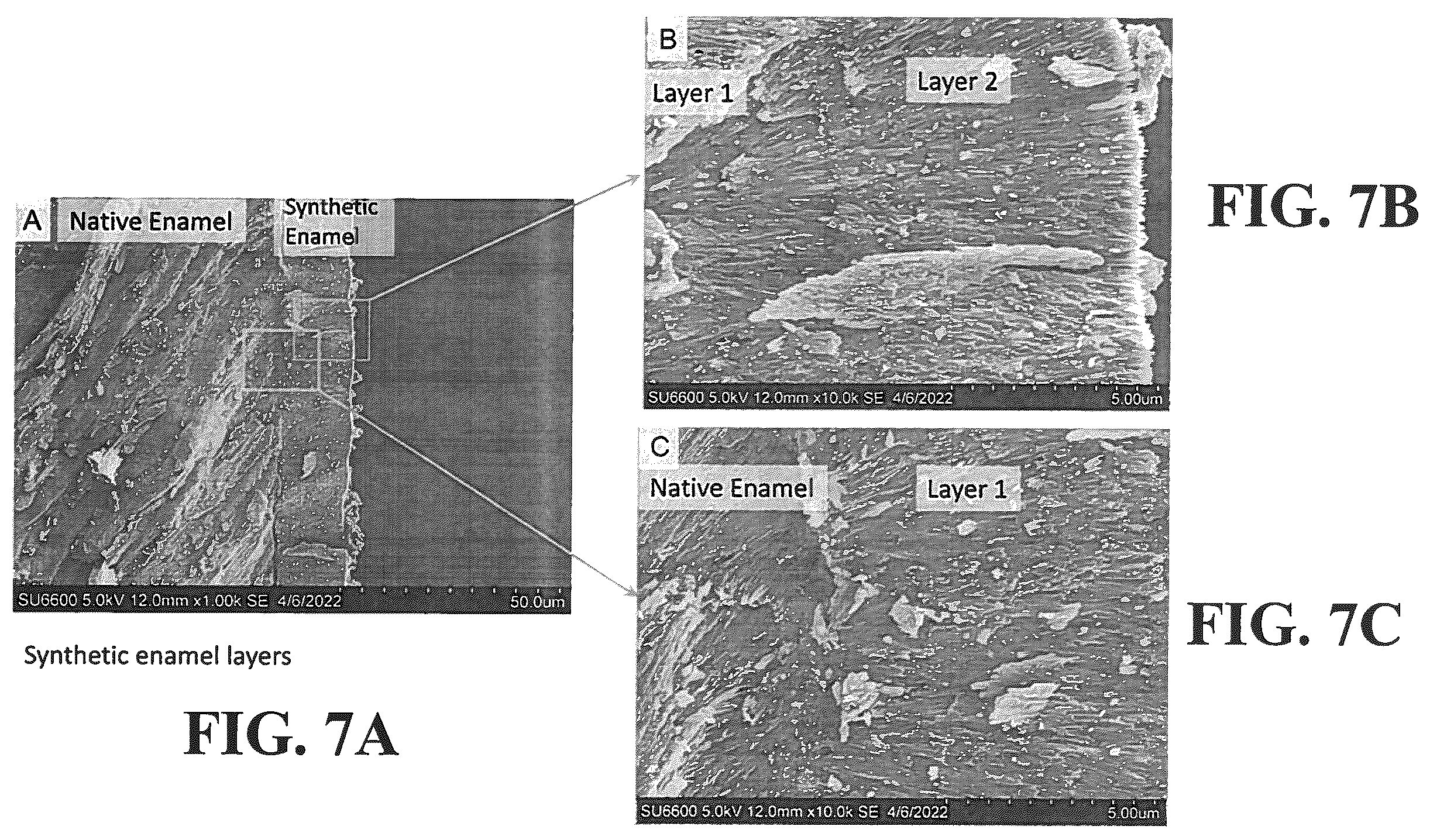 Patent US12350353 Figure 9 – Synthetic enamel and uses thereof