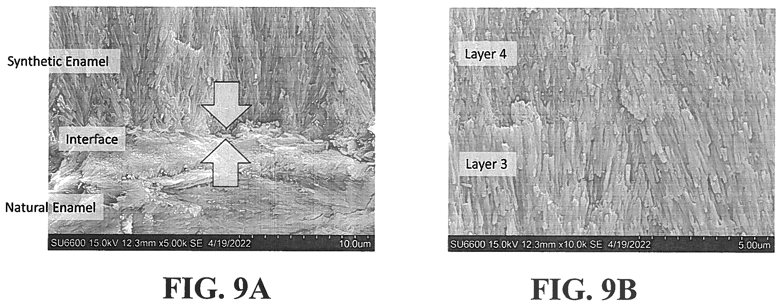Patent US12350353 Figure 11 – Synthetic enamel and uses thereof
