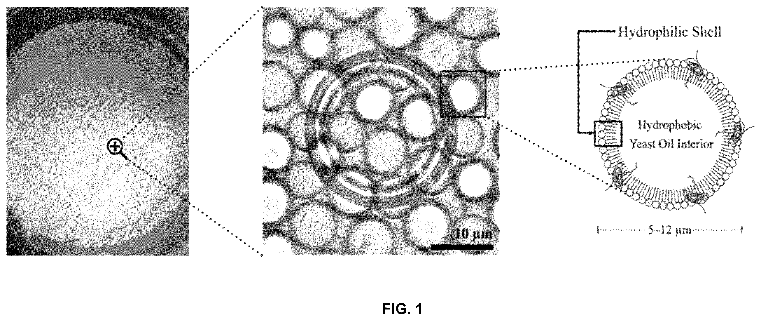 Patent US12350364 Figure 1 – Lipid body compositions, products made therefrom, methods of making same, and methods of use