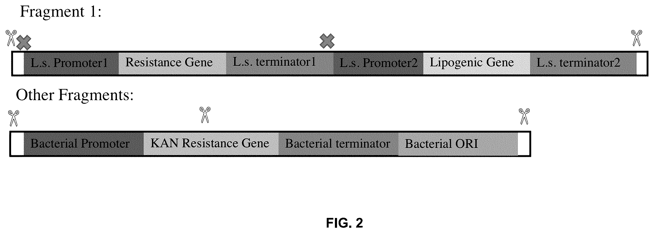 Patent US12350364 Figure 2 – Lipid body compositions, products made therefrom, methods of making same, and methods of use