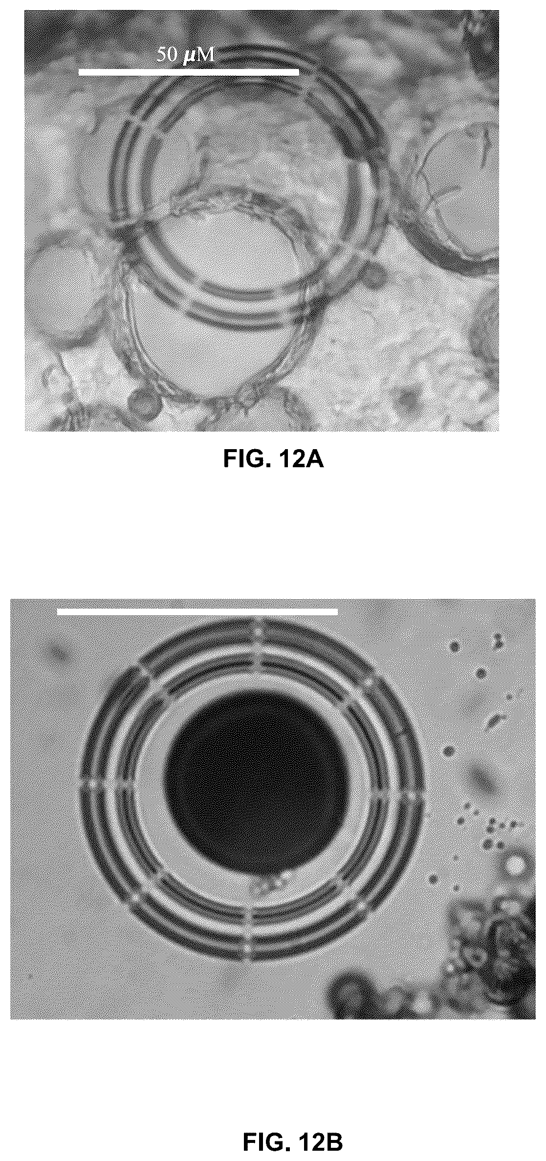 Patent US12350364 Figure 12 – Lipid body compositions, products made therefrom, methods of making same, and methods of use