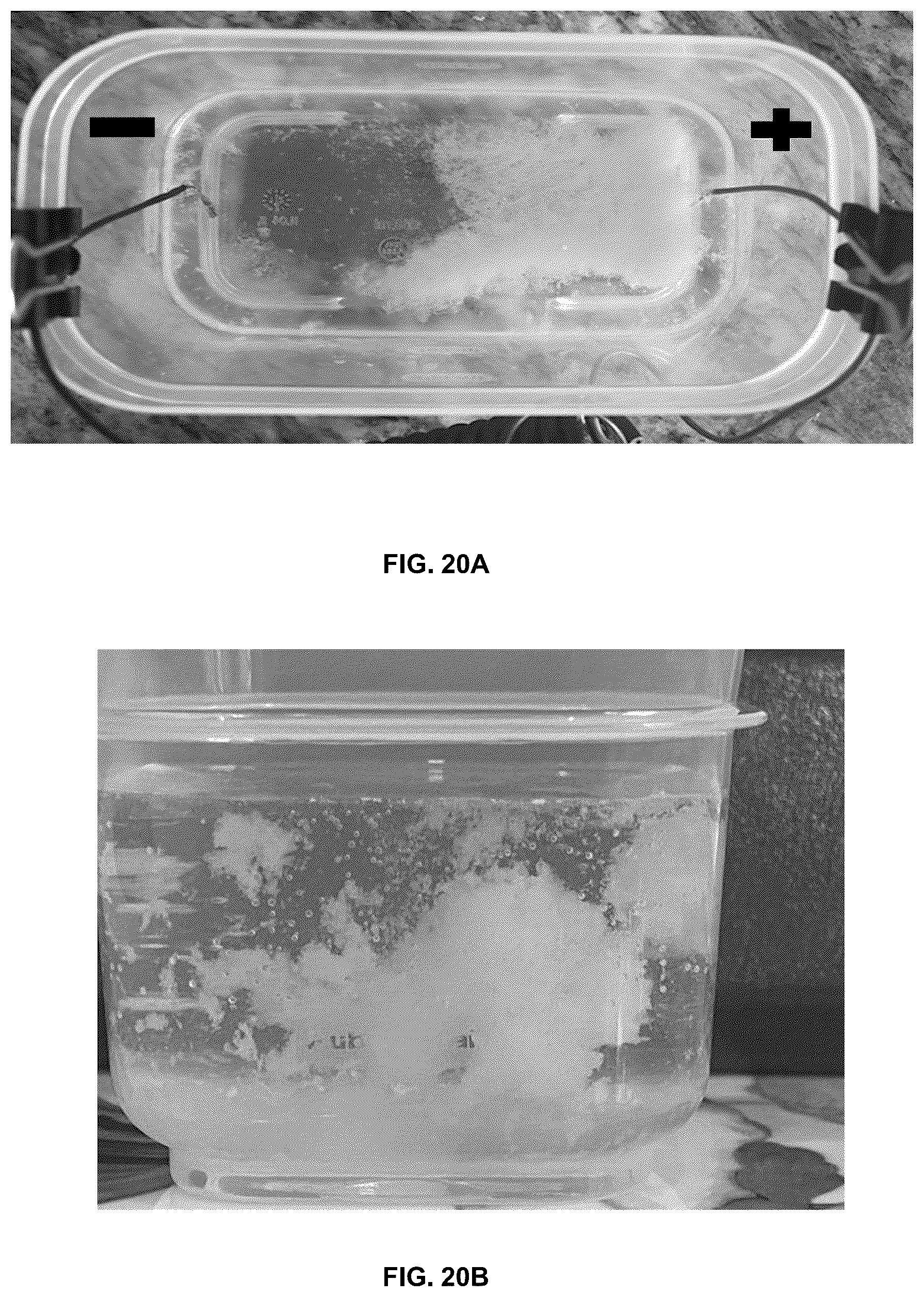 Patent US12350364 Figure 18 – Lipid body compositions, products made therefrom, methods of making same, and methods of use