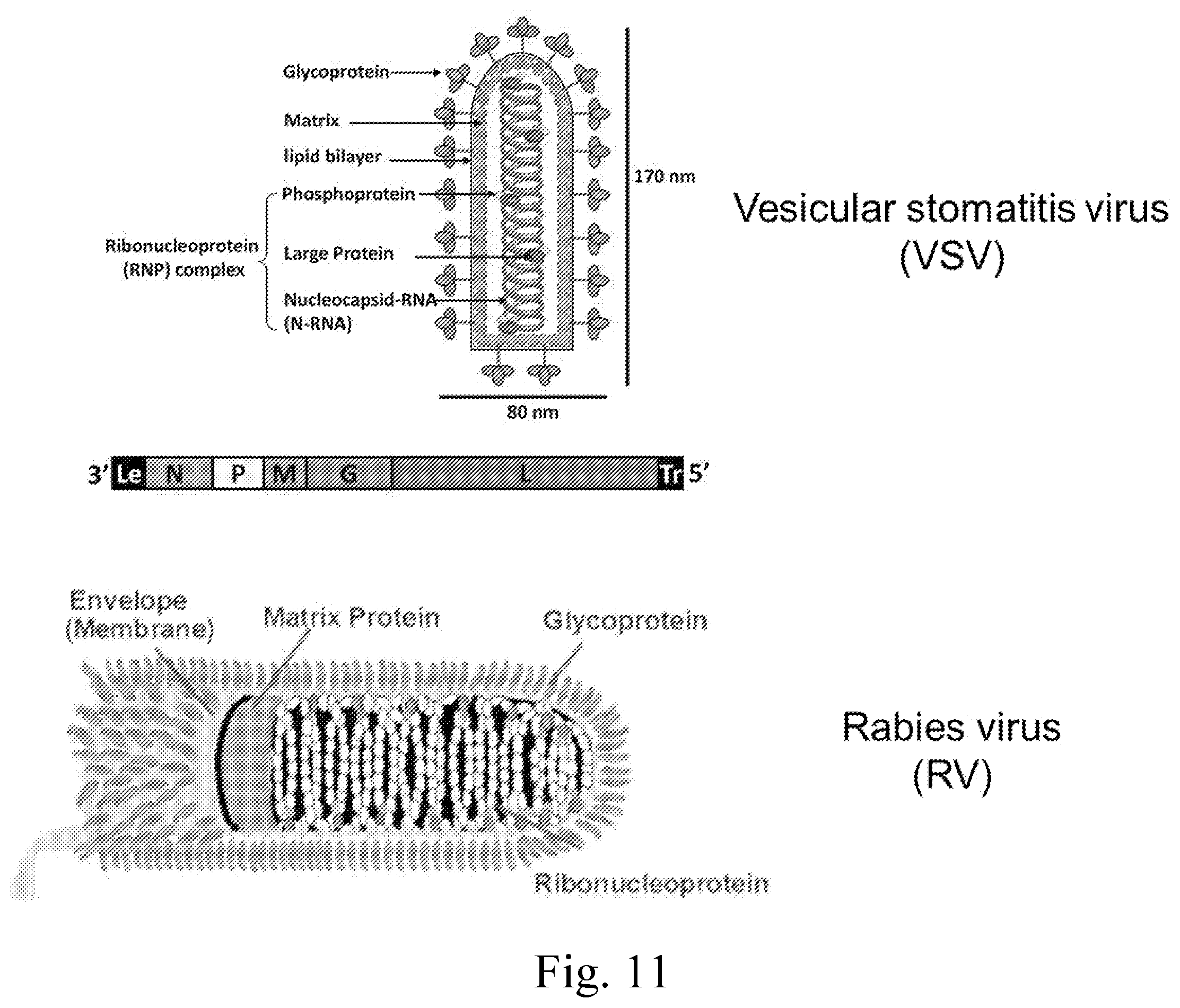 Patent US12350368 Figure 14 – Delivery of large payloads