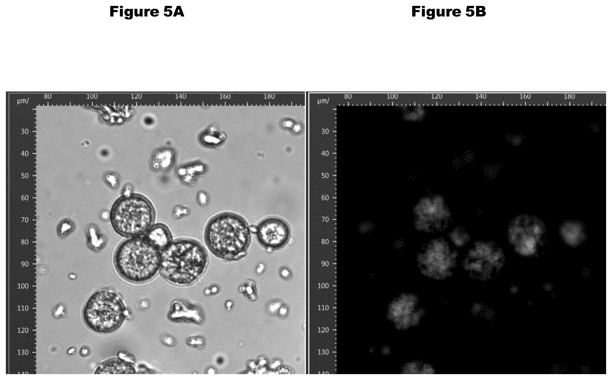 Patent US12350374 Figure 4 – Fabrication of protein-encapsulating microgels