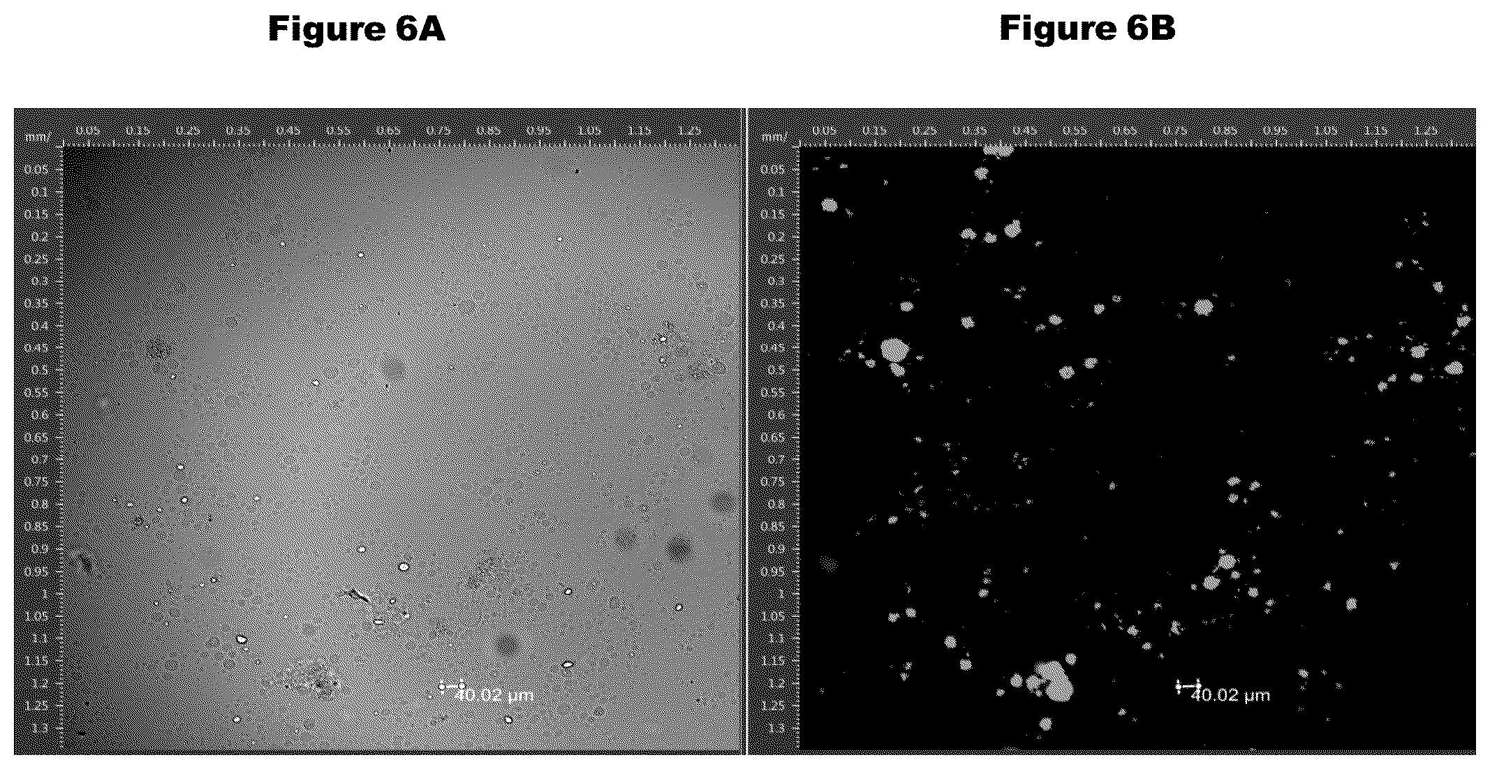 Patent US12350374 Figure 5 – Fabrication of protein-encapsulating microgels