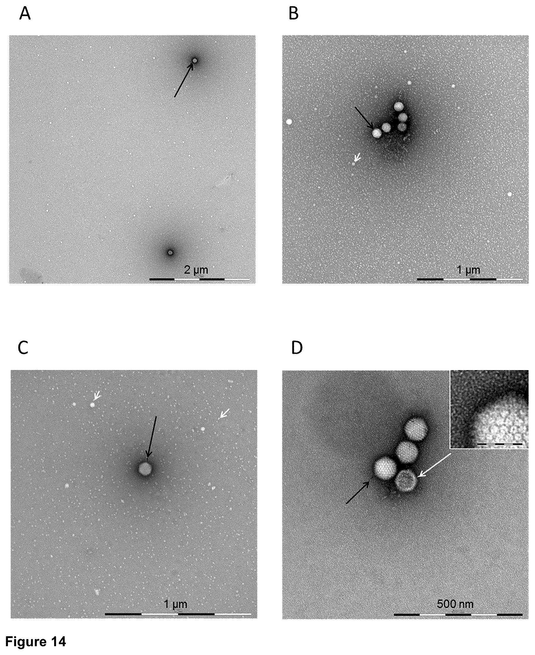 Patent US12350375 Figure 17 – Method for obtaining efficient viral vector-based compositions for vaccination or gene therapy