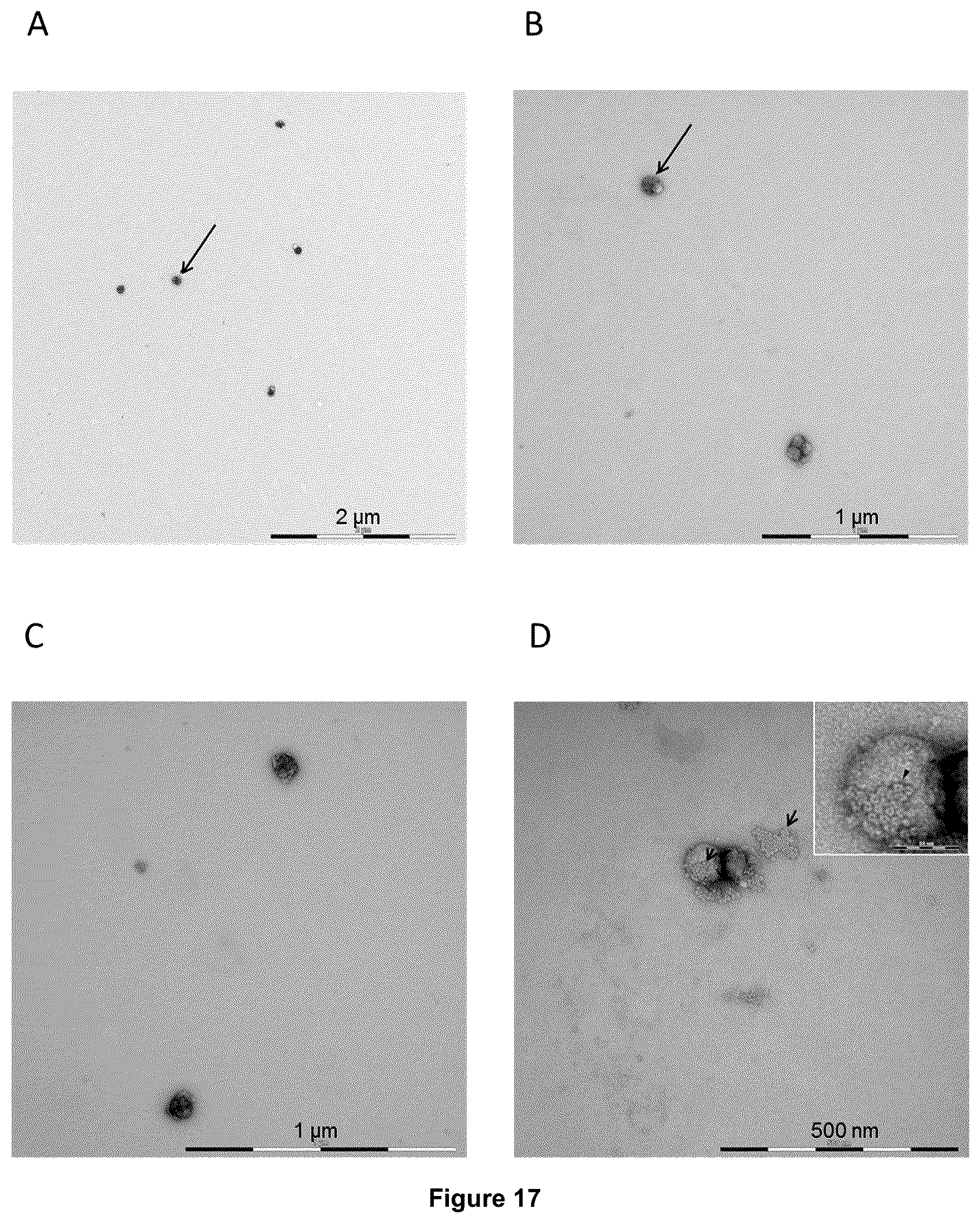 Patent US12350375 Figure 20 – Method for obtaining efficient viral vector-based compositions for vaccination or gene therapy
