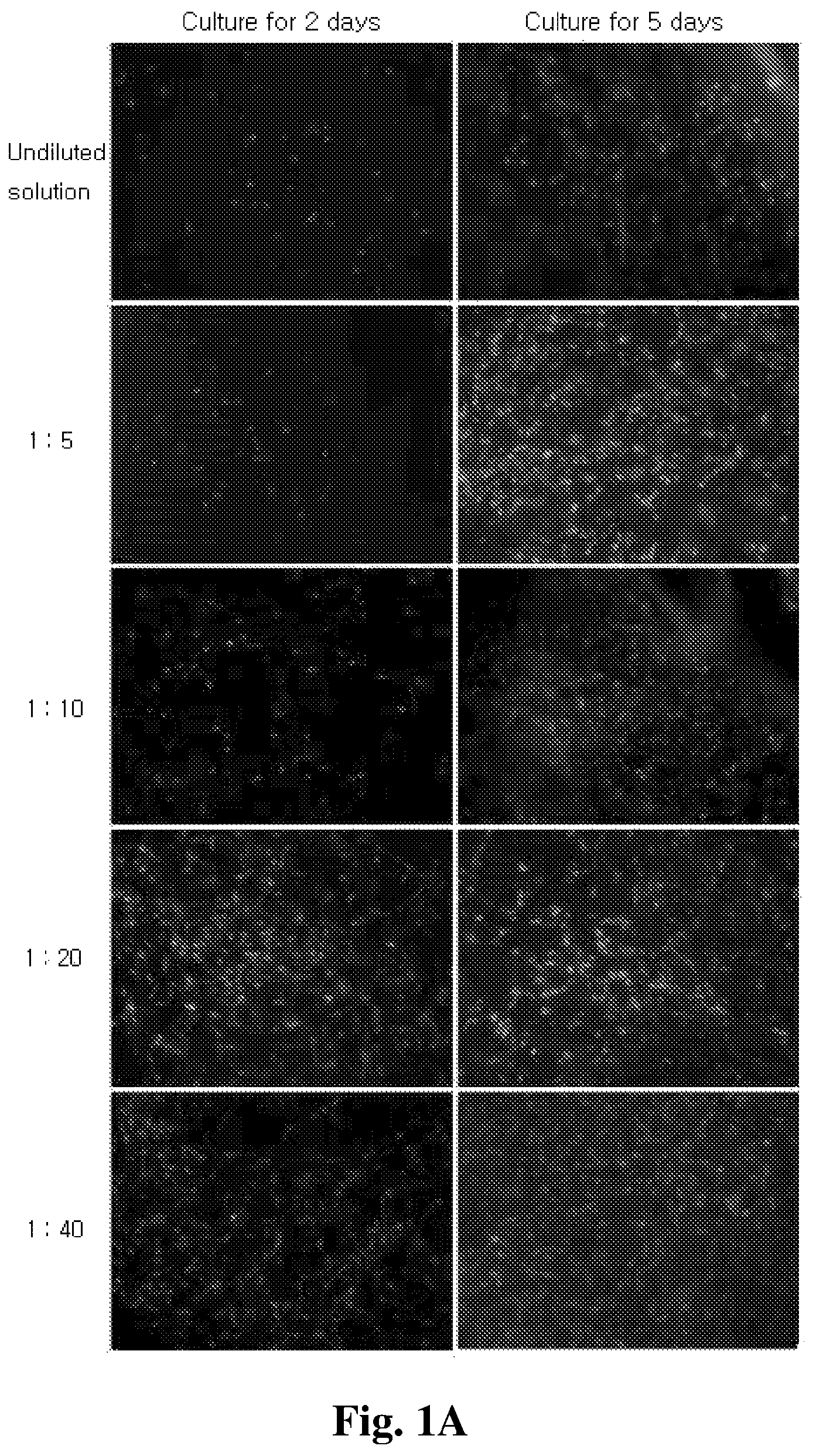 Patent US12350401 Figure 1 – Mesenchymal stem cells-hydrogel-biodegradable or mesenchymal stem cells-hydrogel-nondegradable support composition for alleviating or improving epidermolysis bullosa